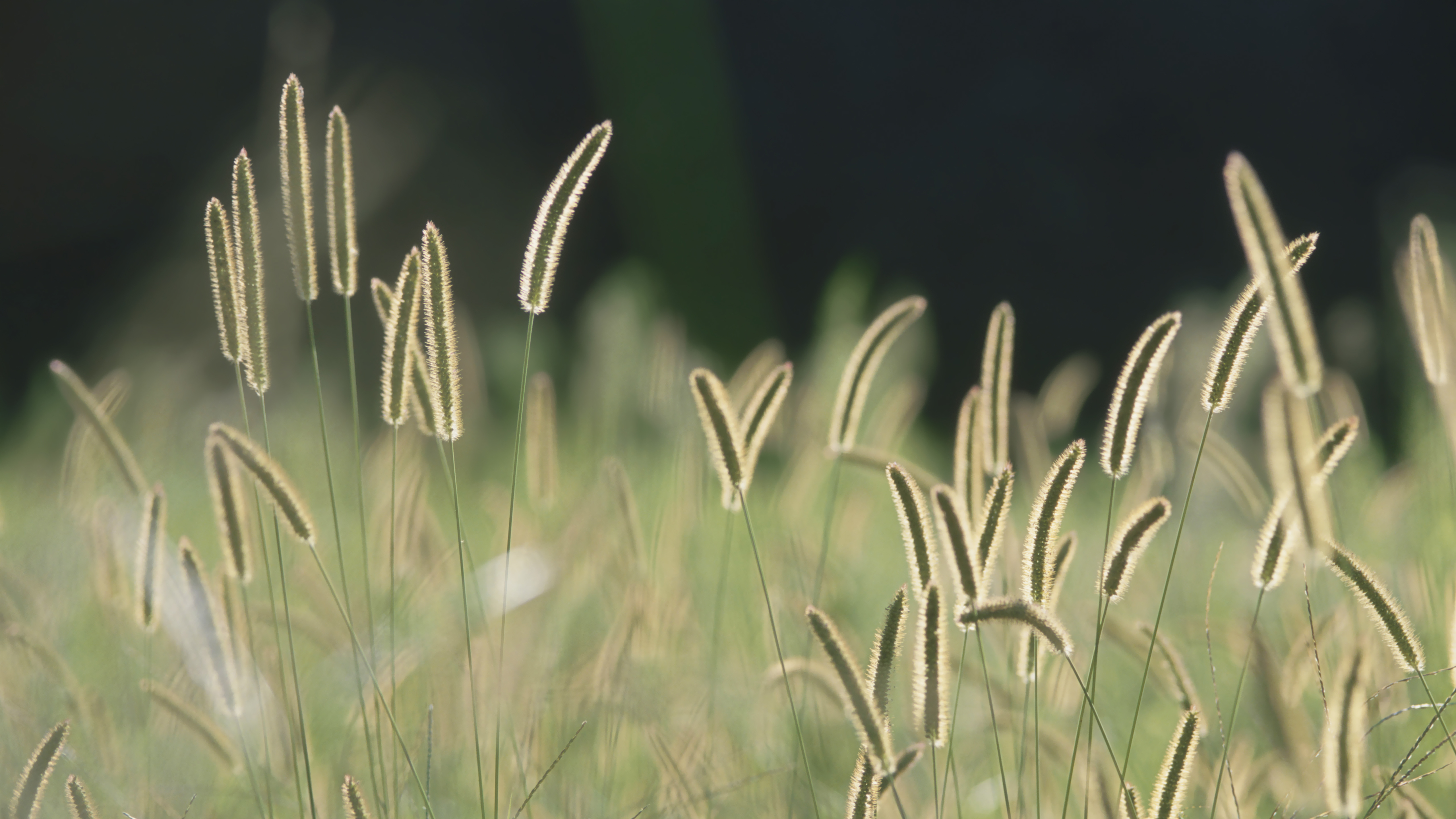 16-May London’s Secret Grasses Section Image