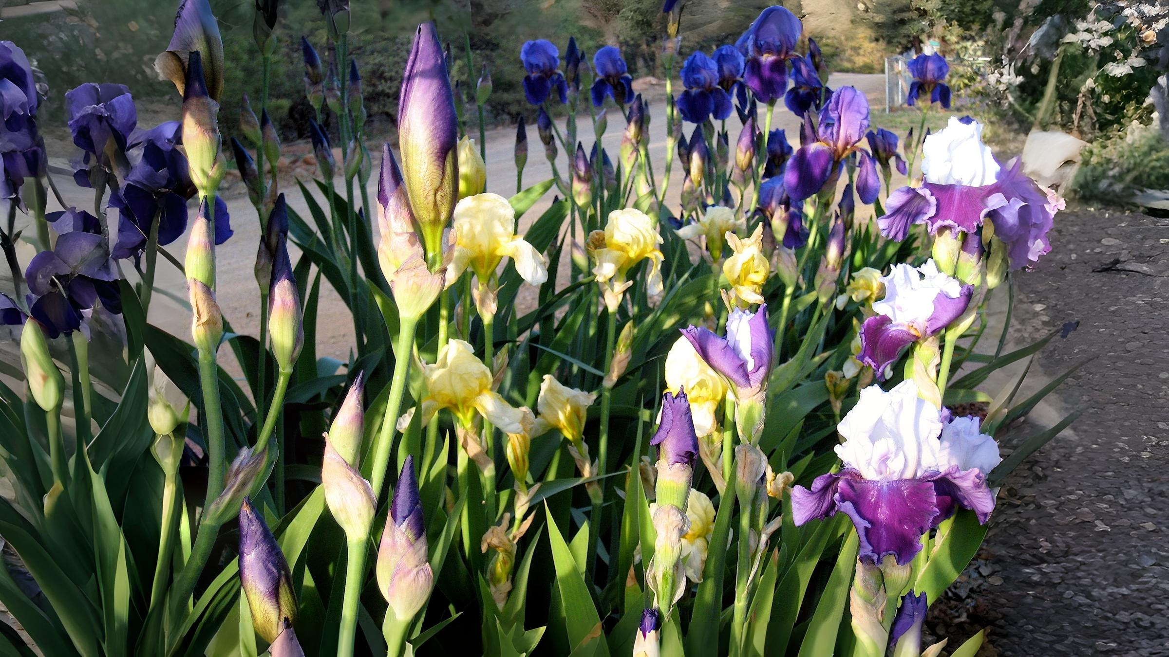 18-May The Lost Language of Flowers Section Image