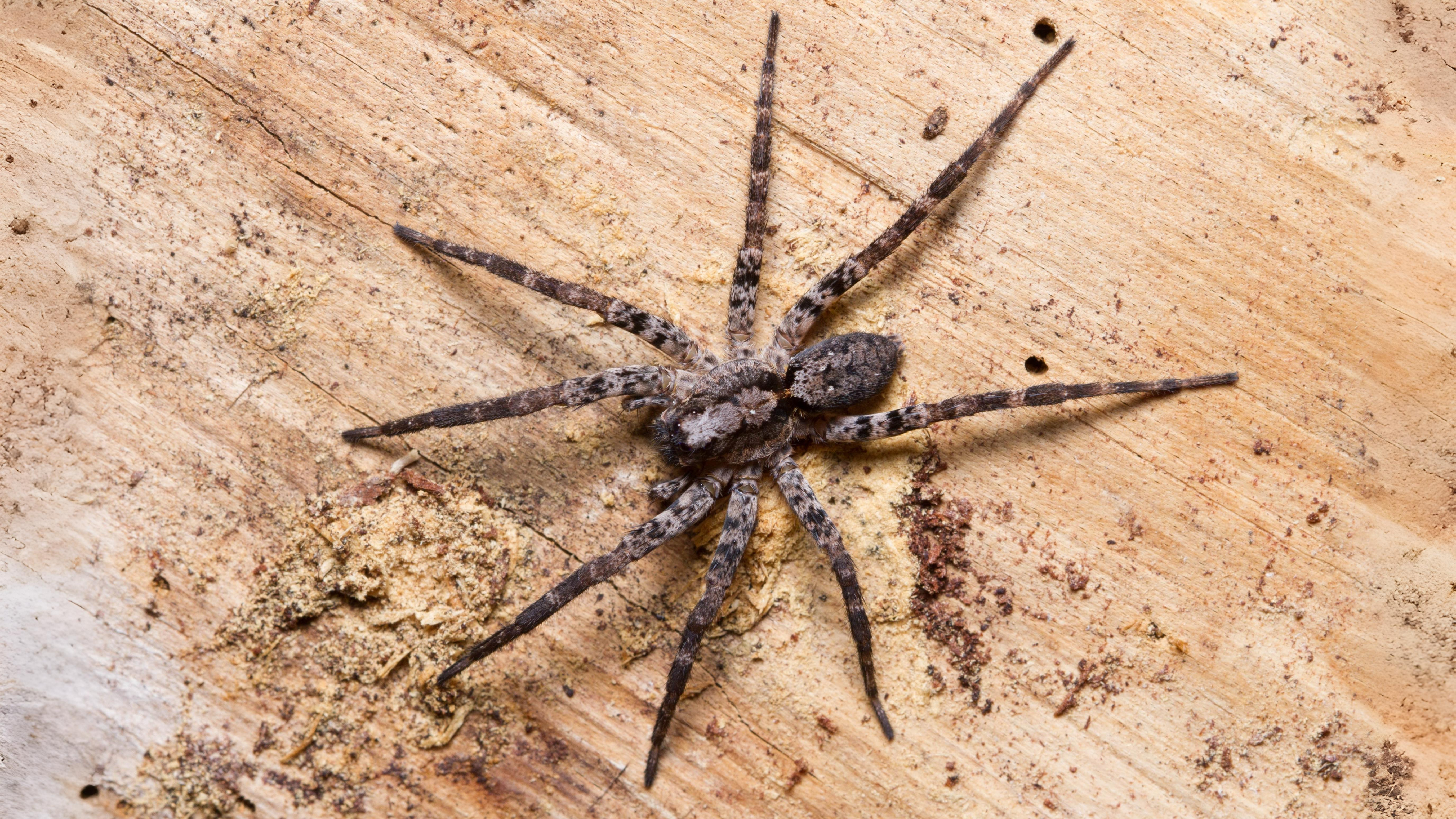 19-May Webs, Wool & Wild Rituals Section Image