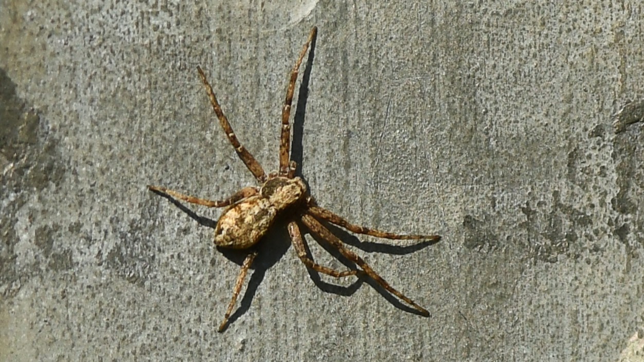 19-May Webs, Wool & Wild Rituals Section Image