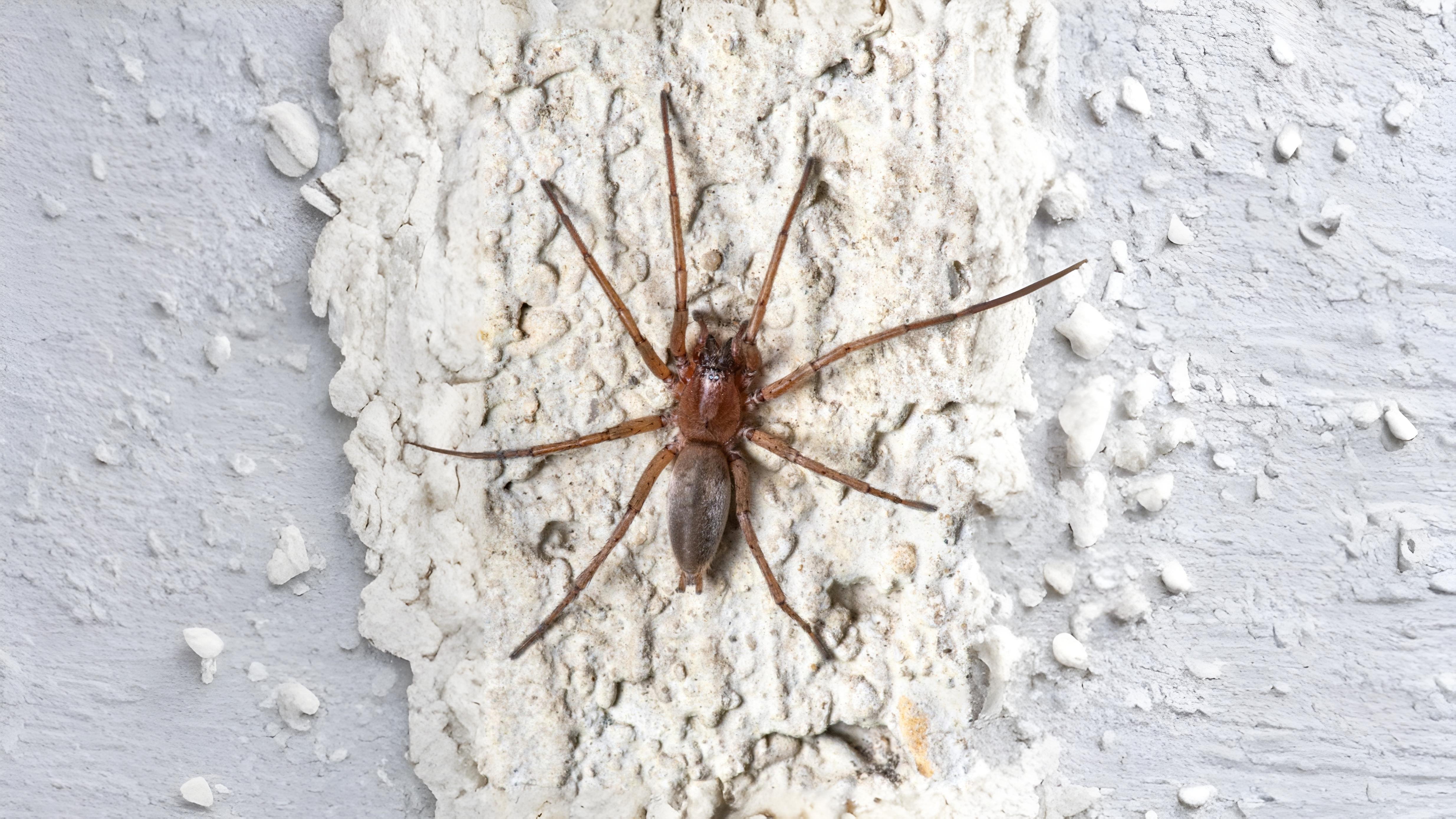 19-May Webs, Wool & Wild Rituals Section Image