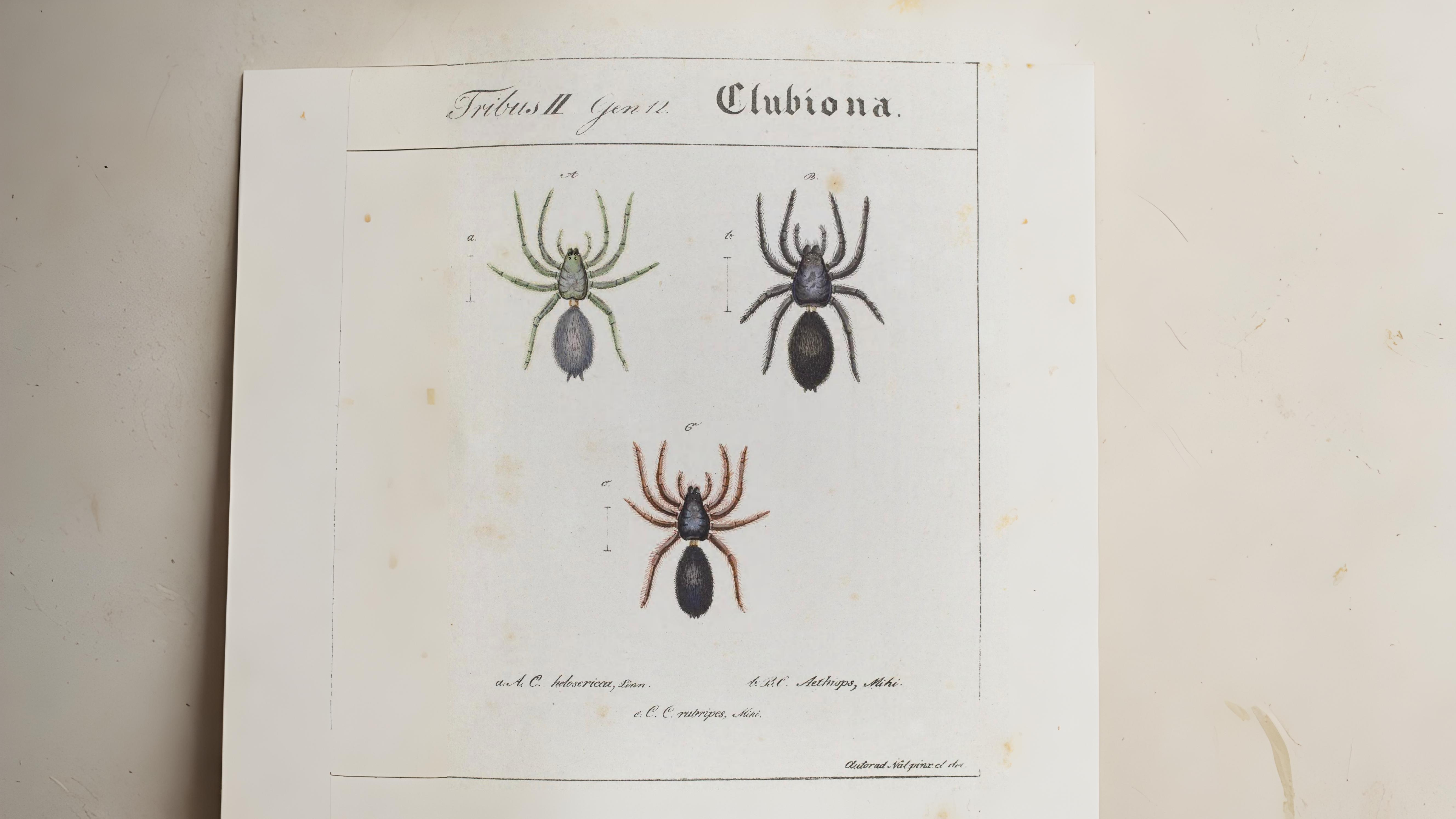 19-May Webs, Wool & Wild Rituals Section Image