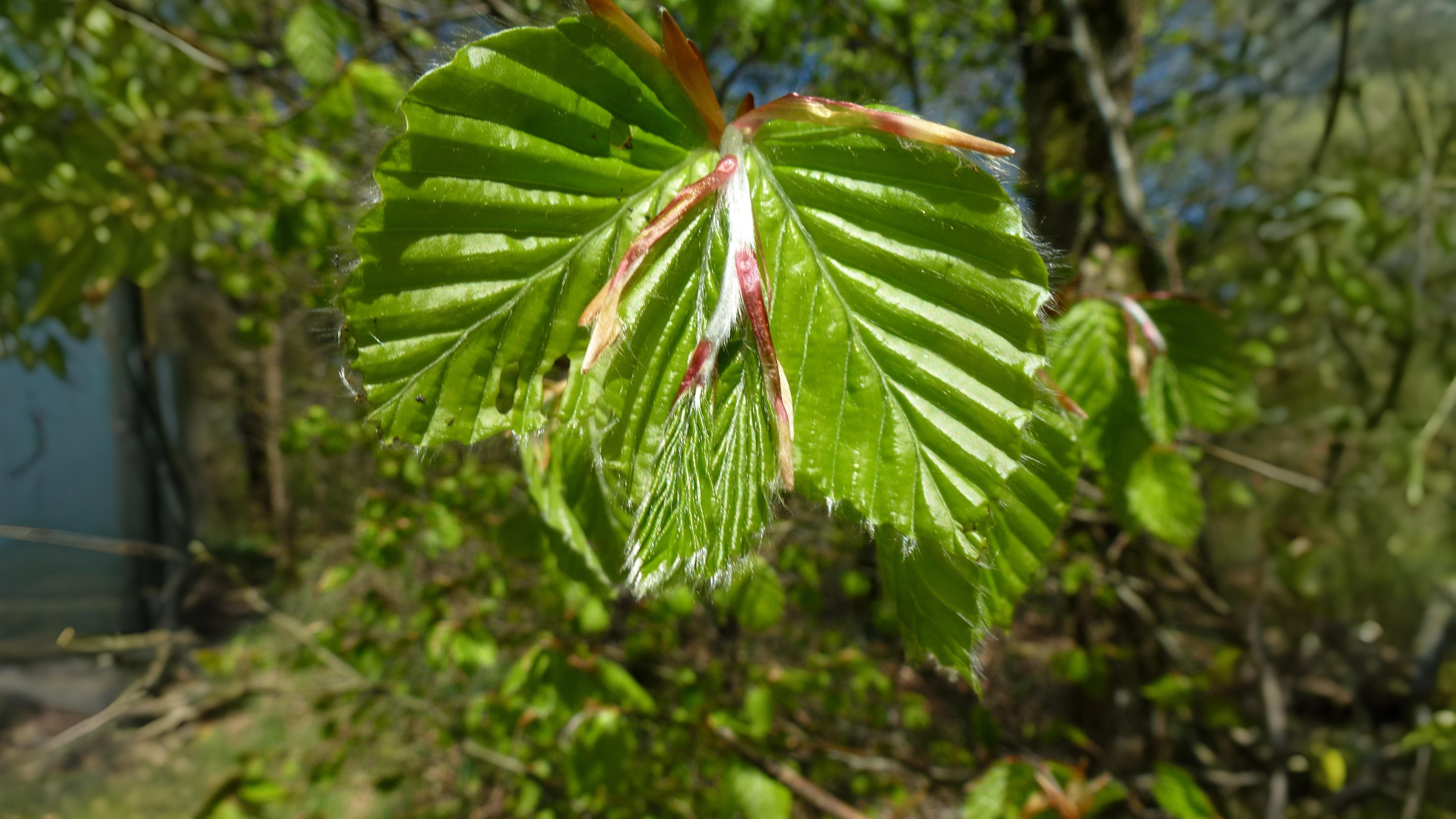 20-May London’s May Trees: Secrets of the Urban Canopy Section Image
