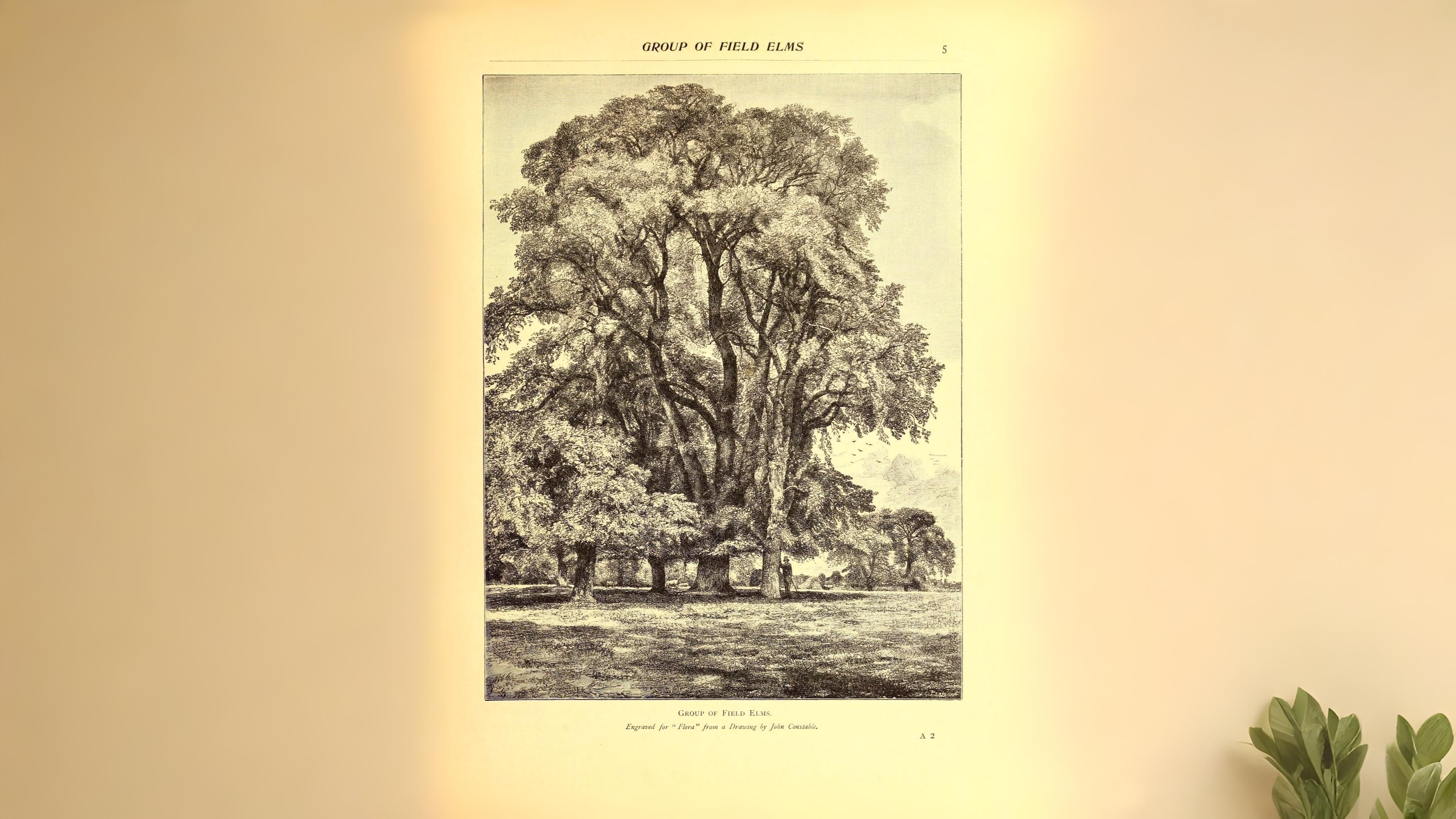20-May London’s May Trees: Secrets of the Urban Canopy Section Image