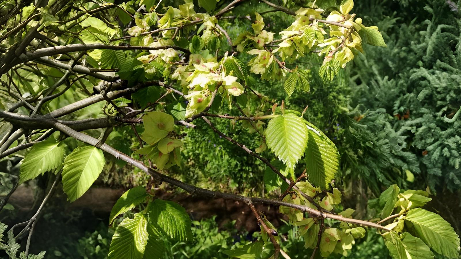 20-May London’s May Trees: Secrets of the Urban Canopy Section Image