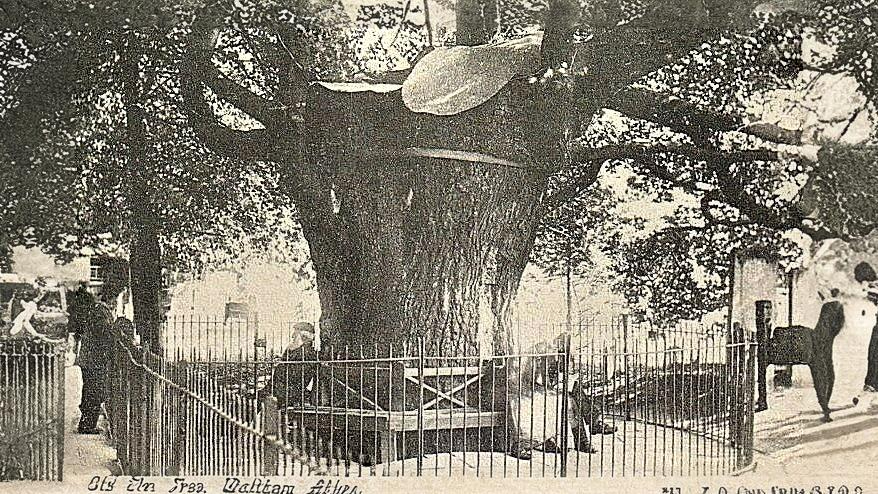 20-May London’s May Trees: Secrets of the Urban Canopy Section Image