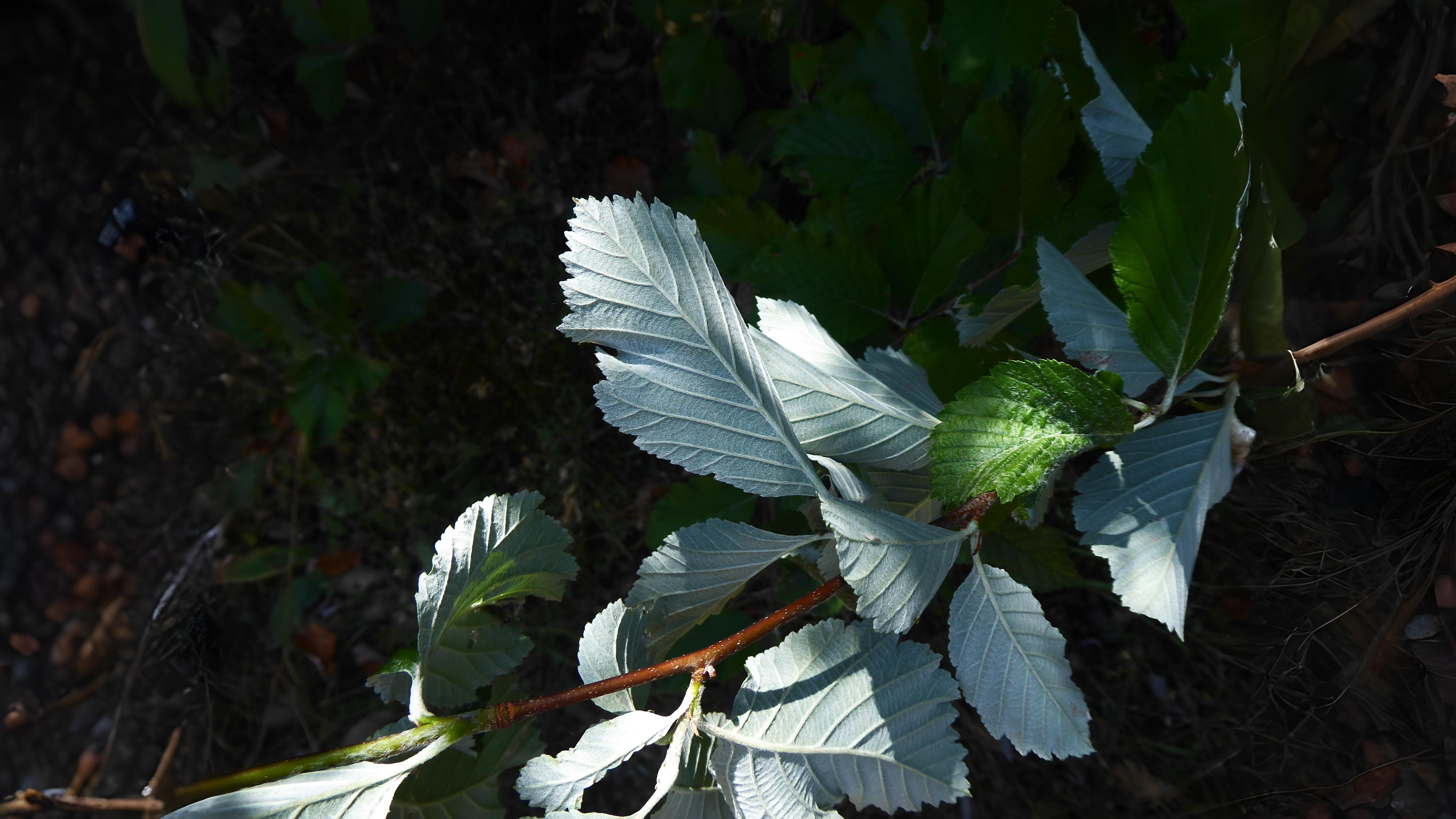 21-May London’s Sorbus Secrets: Hybrids, Rarities & Floral Curiosities Section Image