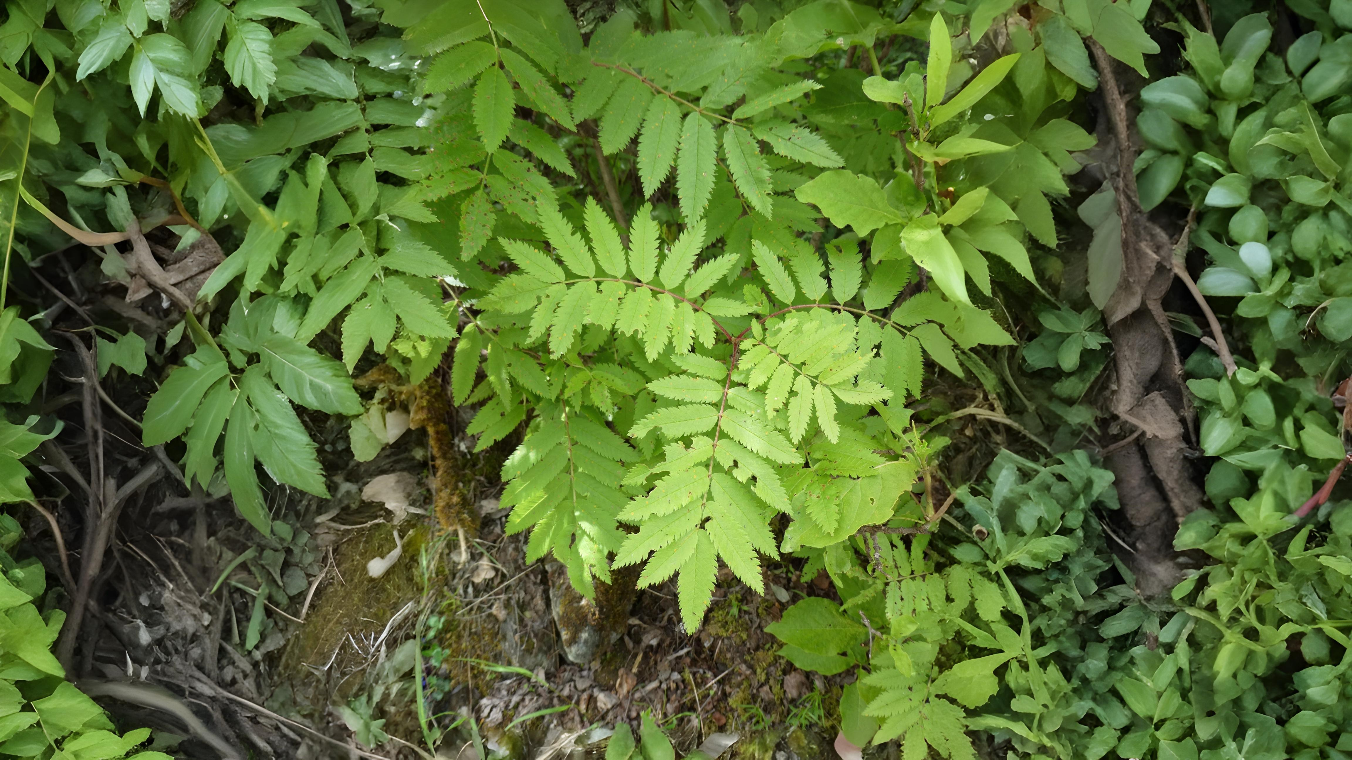 21-May London’s Sorbus Secrets: Hybrids, Rarities & Floral Curiosities Section Image