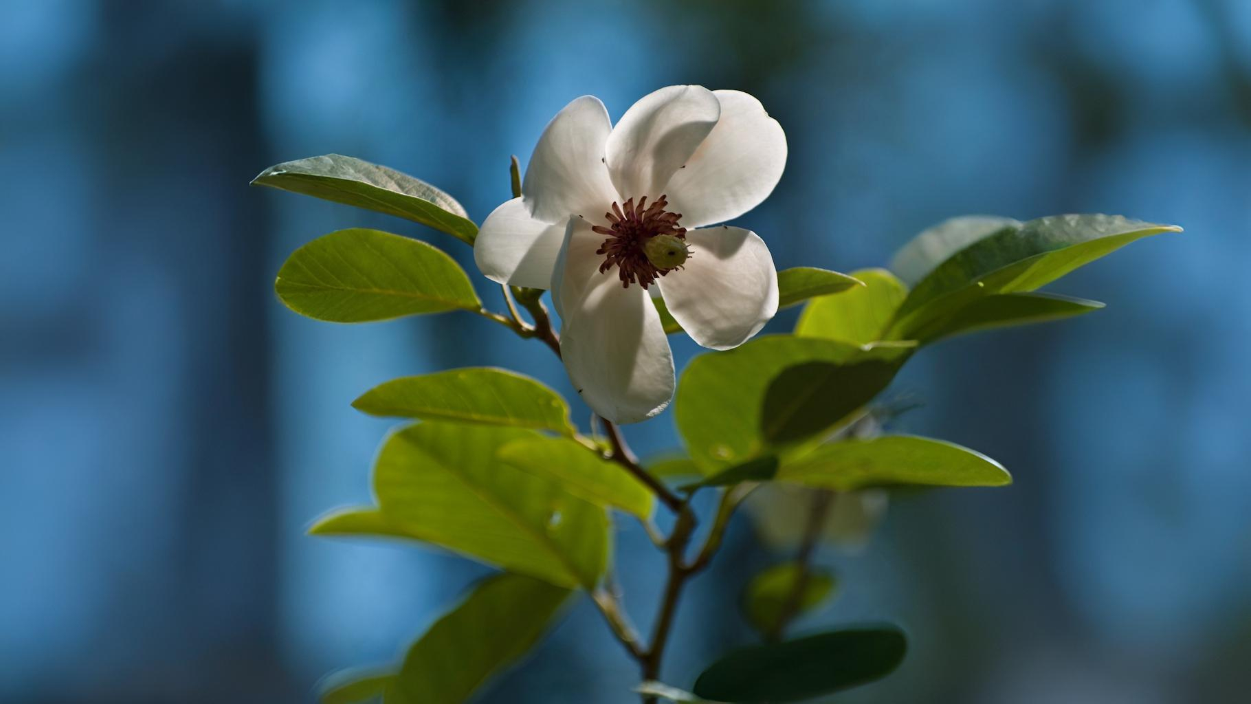 21-May London’s Sorbus Secrets: Hybrids, Rarities & Floral Curiosities Section Image