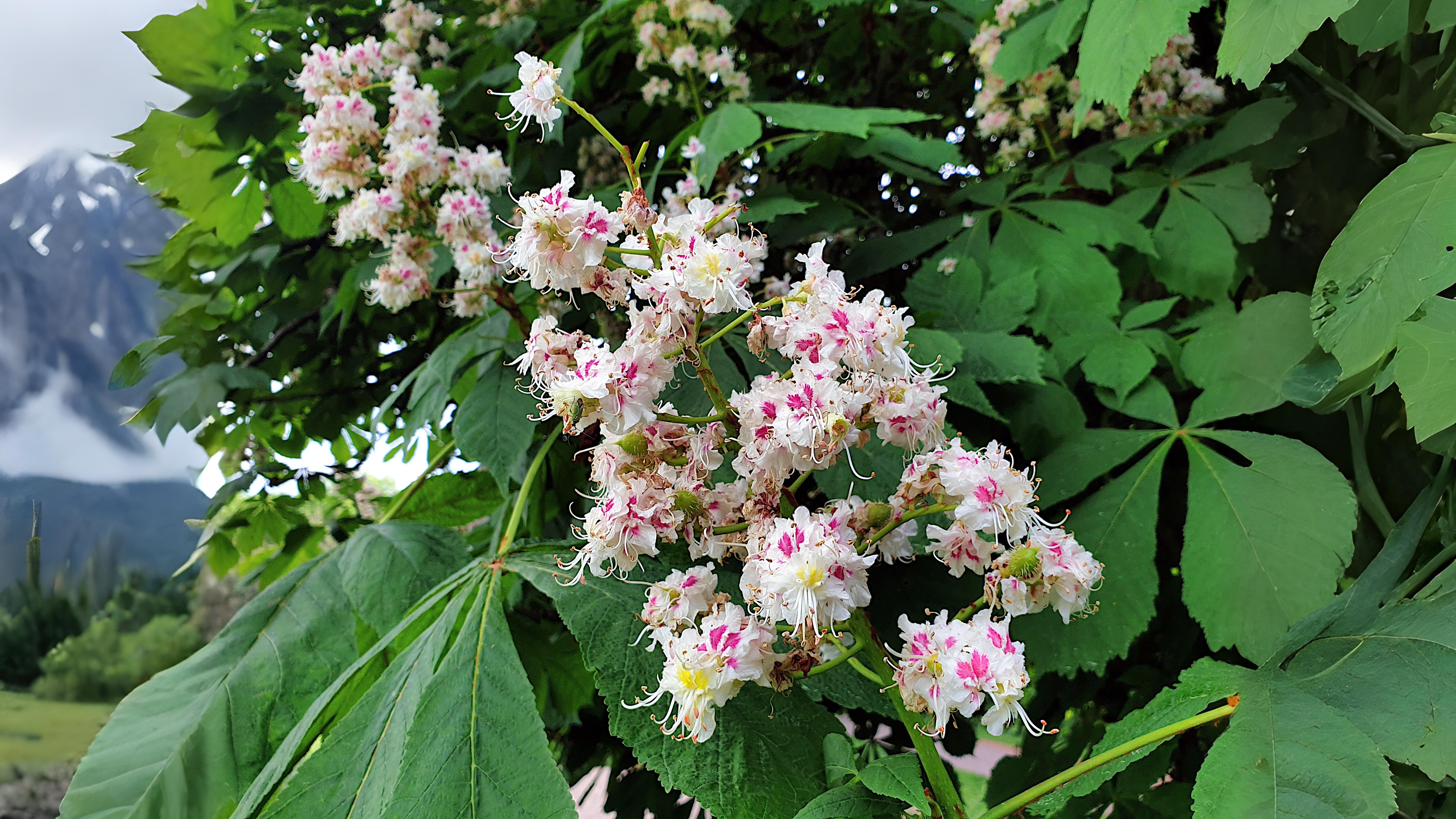 21-May London’s Sorbus Secrets: Hybrids, Rarities & Floral Curiosities Section Image