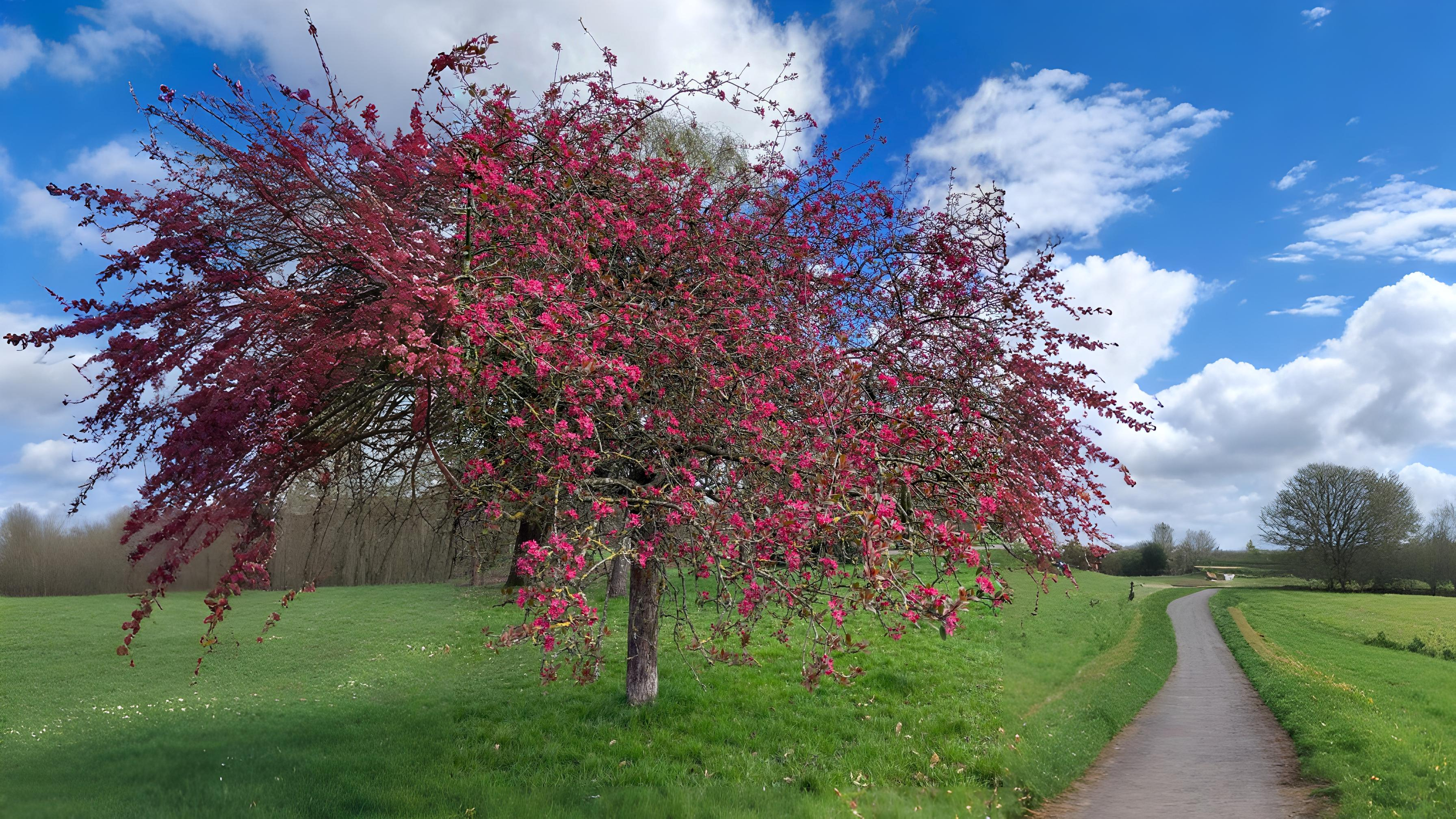21-May London’s Sorbus Secrets: Hybrids, Rarities & Floral Curiosities Section Image