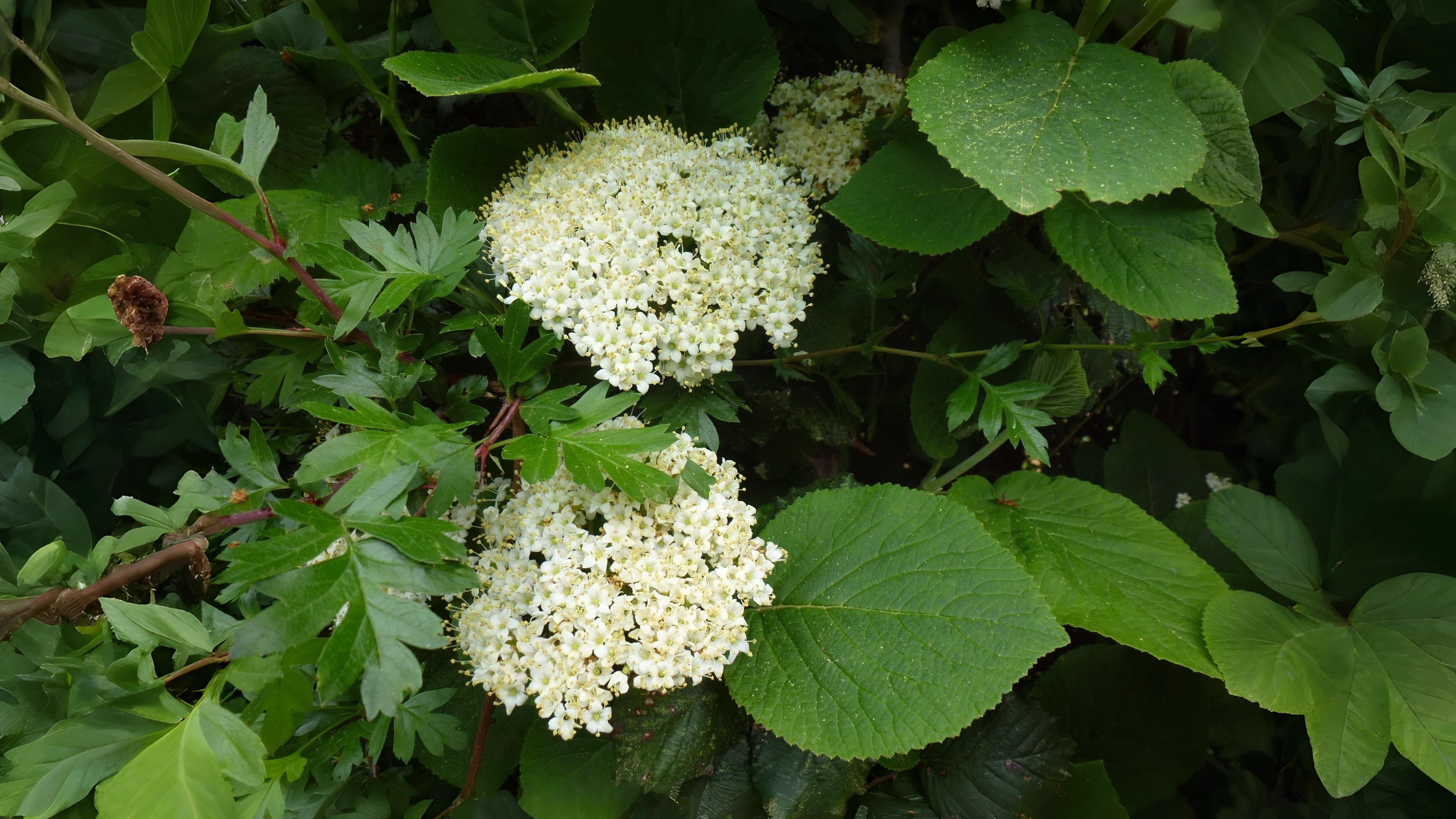 22-May London’s Wild & Wayward Shrubs Section Image