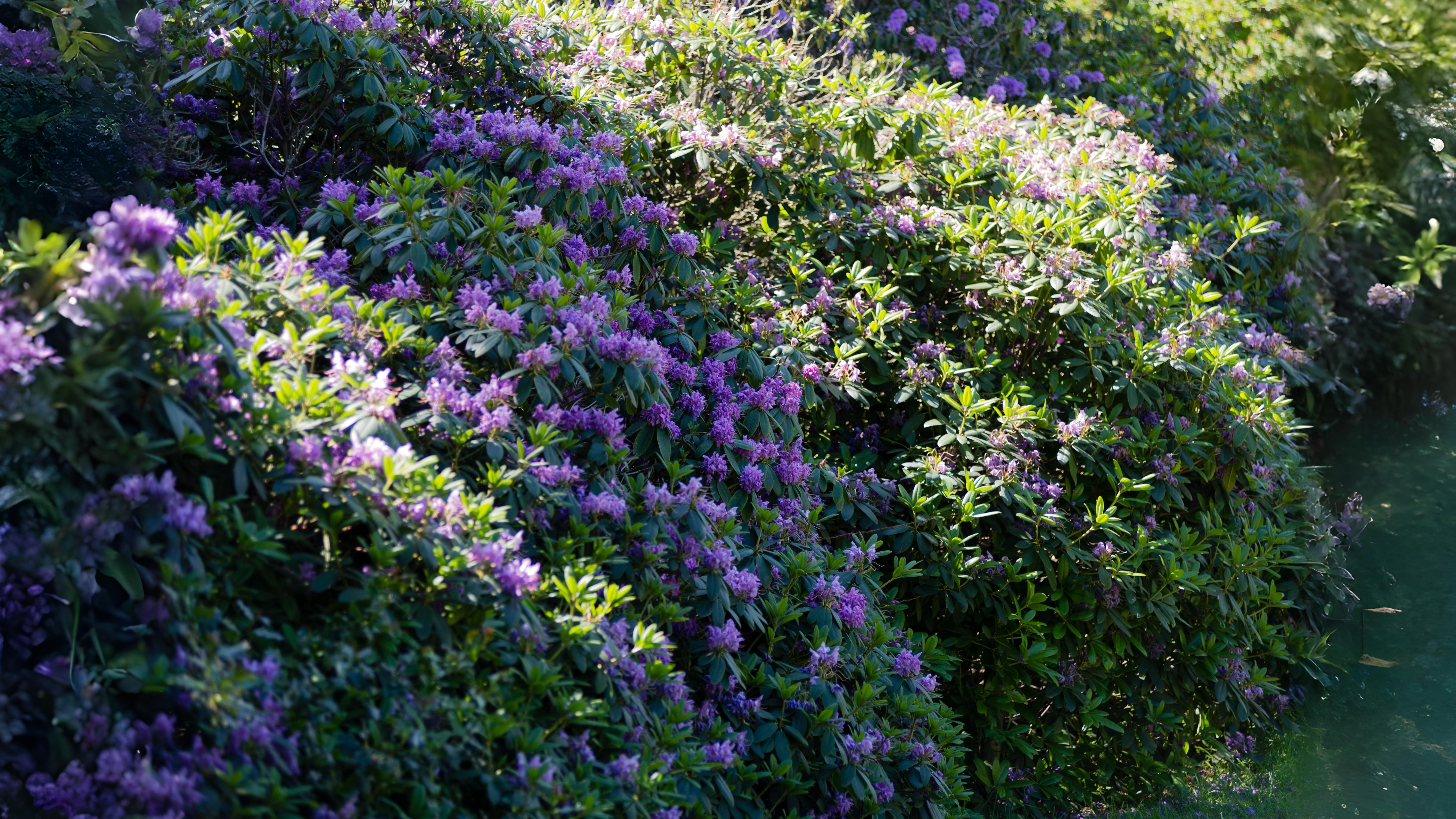22-May London’s Wild & Wayward Shrubs Section Image