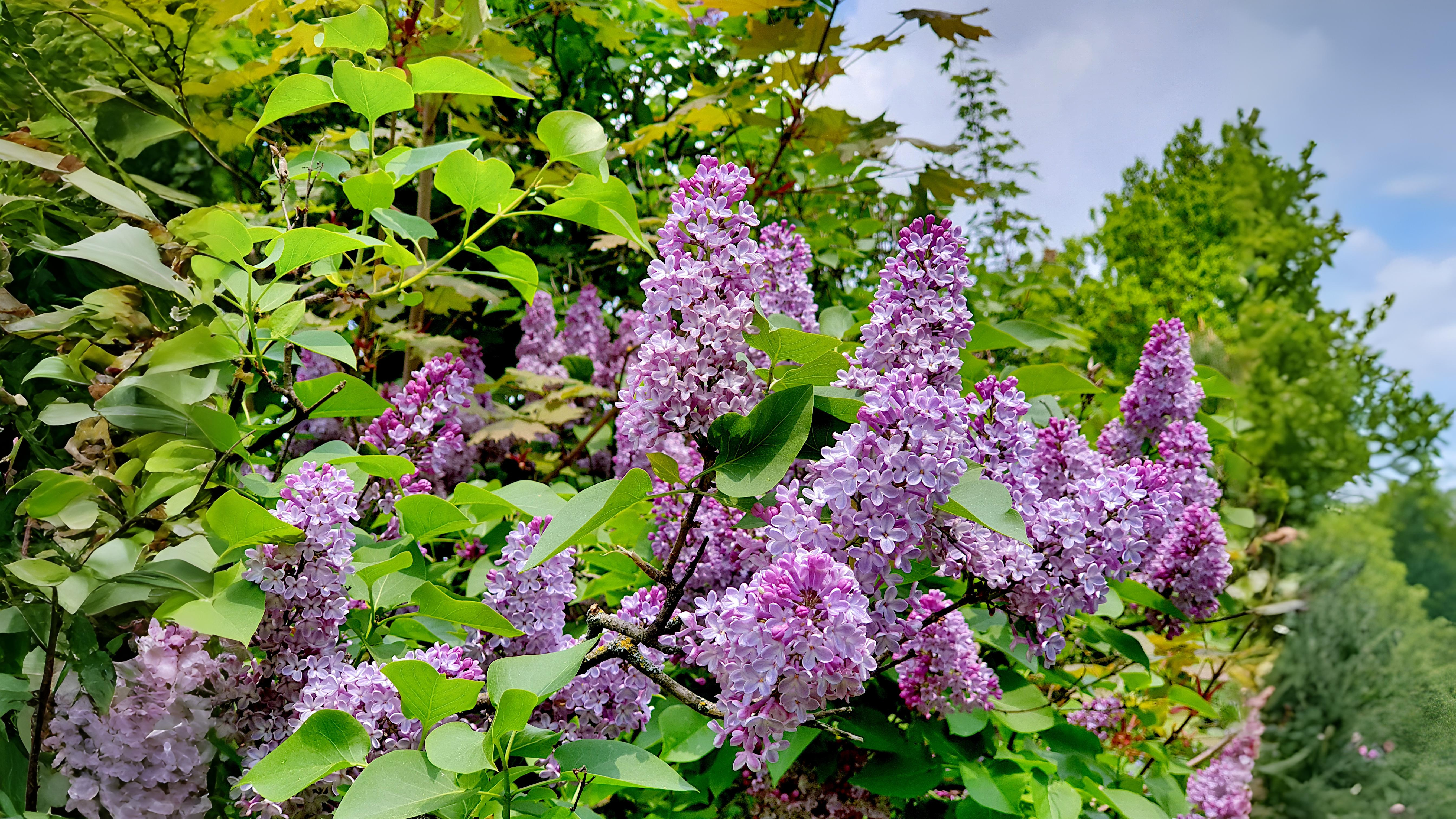 22-May London’s Wild & Wayward Shrubs Section Image