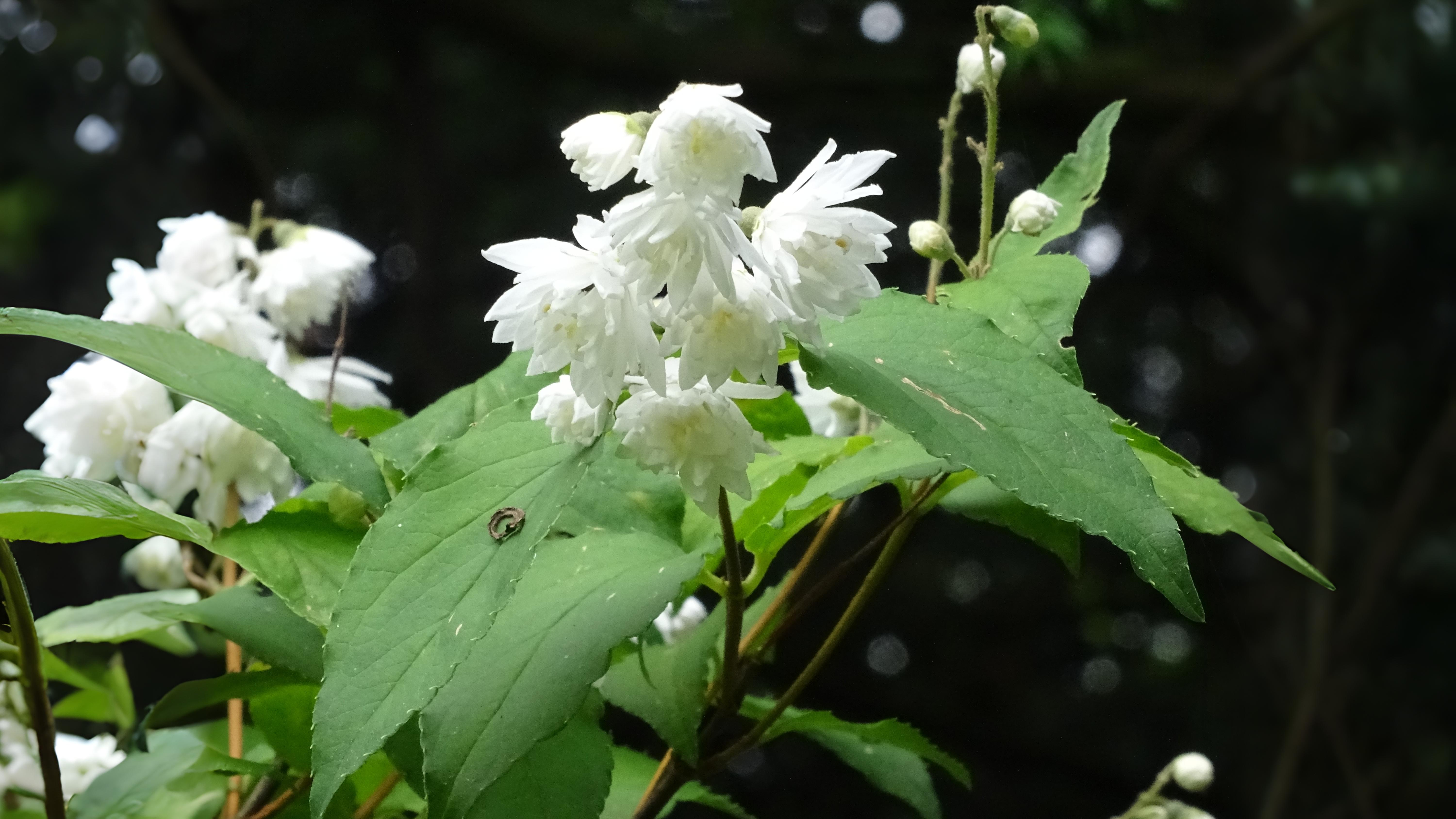 22-May London’s Wild & Wayward Shrubs Section Image