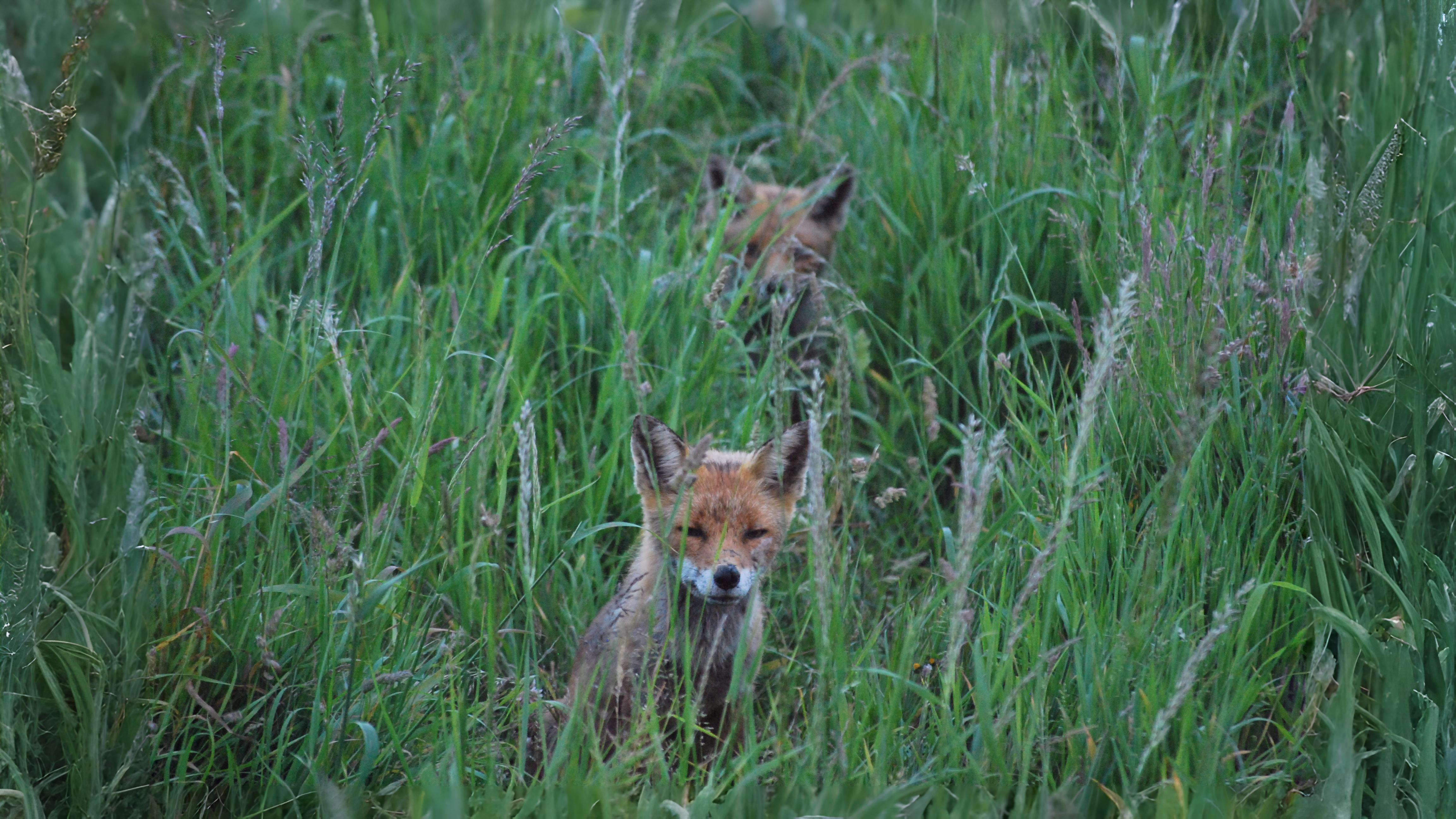 23-May Badgers, Foxes & Phantom Hares: London’s Wild Young Section Image