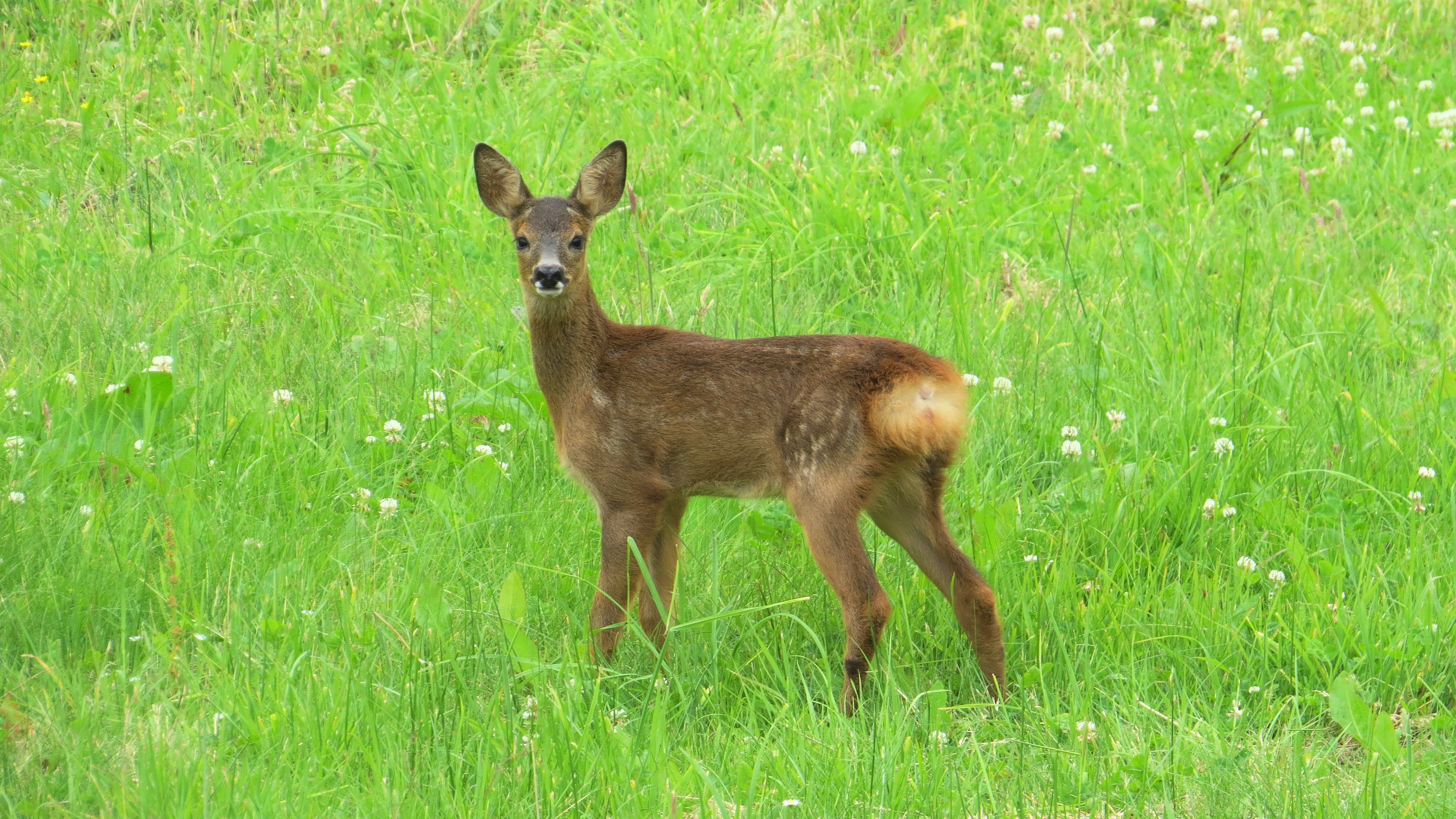 23-May Badgers, Foxes & Phantom Hares: London’s Wild Young Section Image