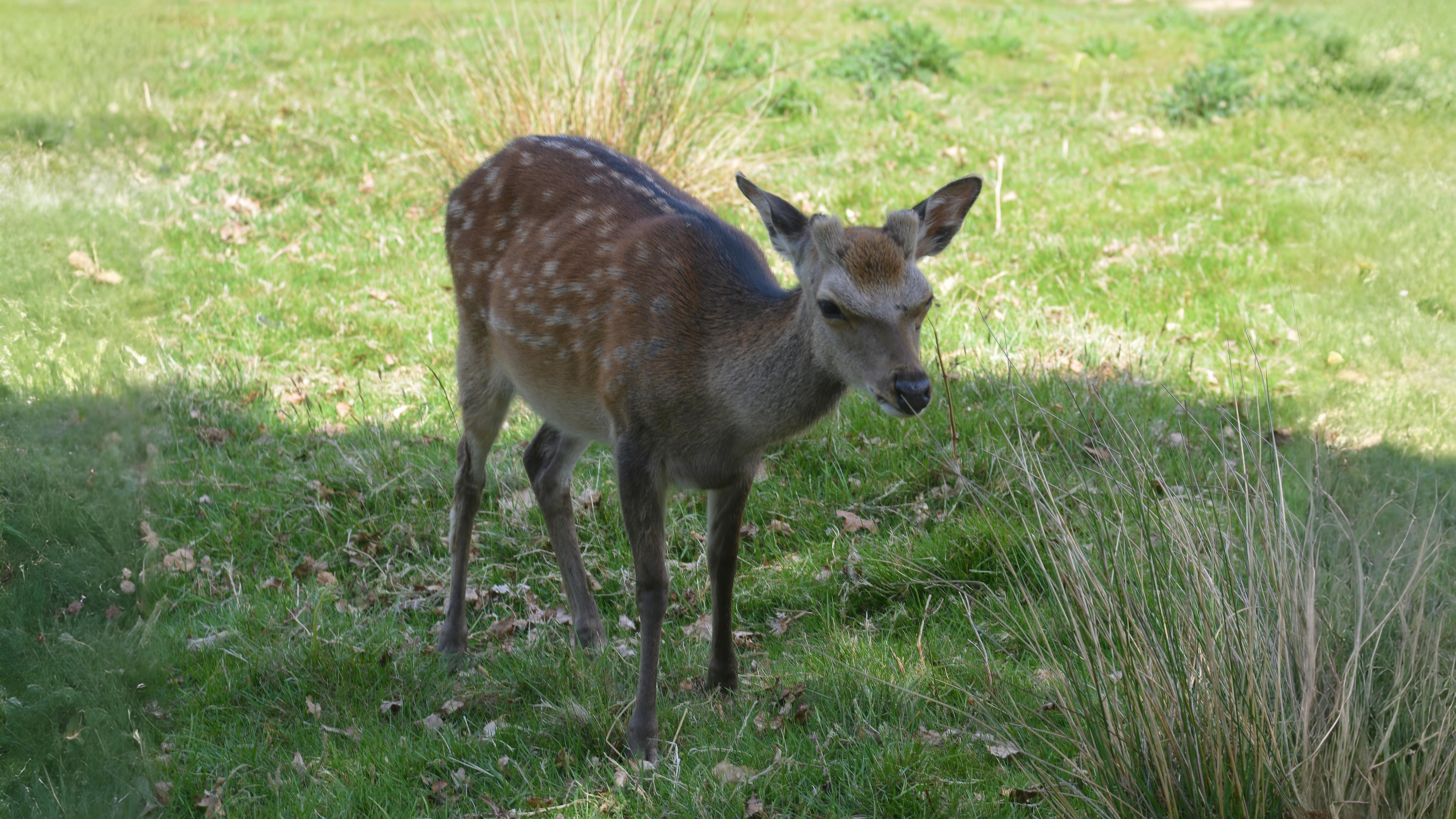 23-May Badgers, Foxes & Phantom Hares: London’s Wild Young Section Image