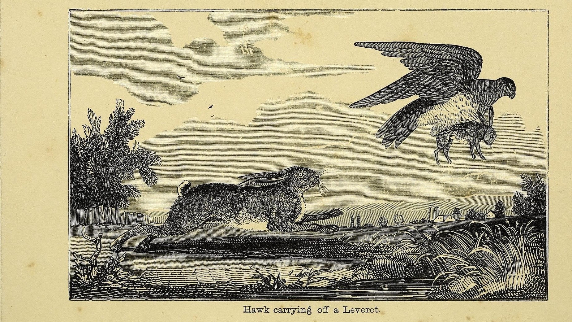 23-May Badgers, Foxes & Phantom Hares: London’s Wild Young Section Image