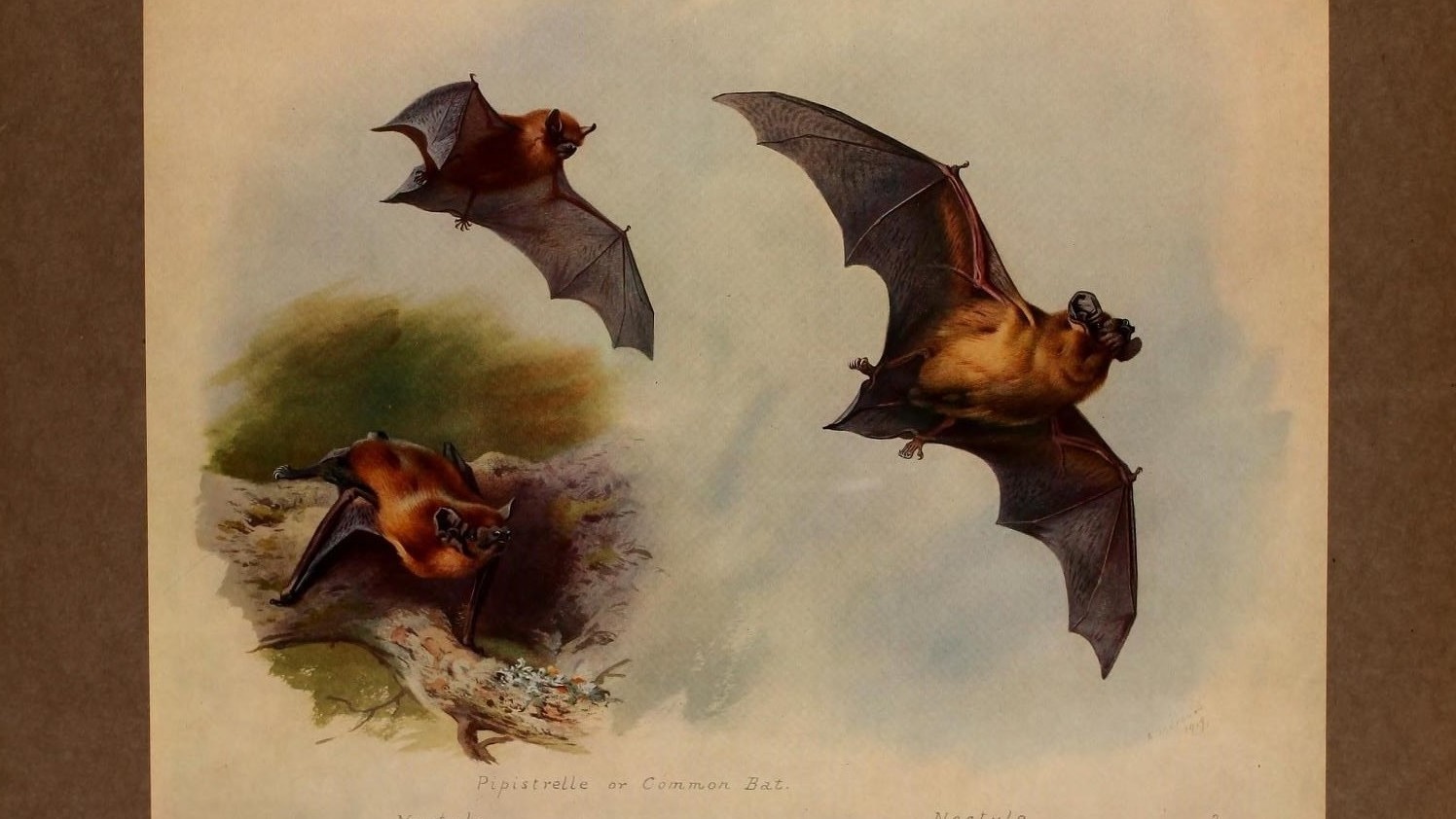 24-May Bats at Dusk & Otters at Dawn: London’s Night-time Wild Section Image