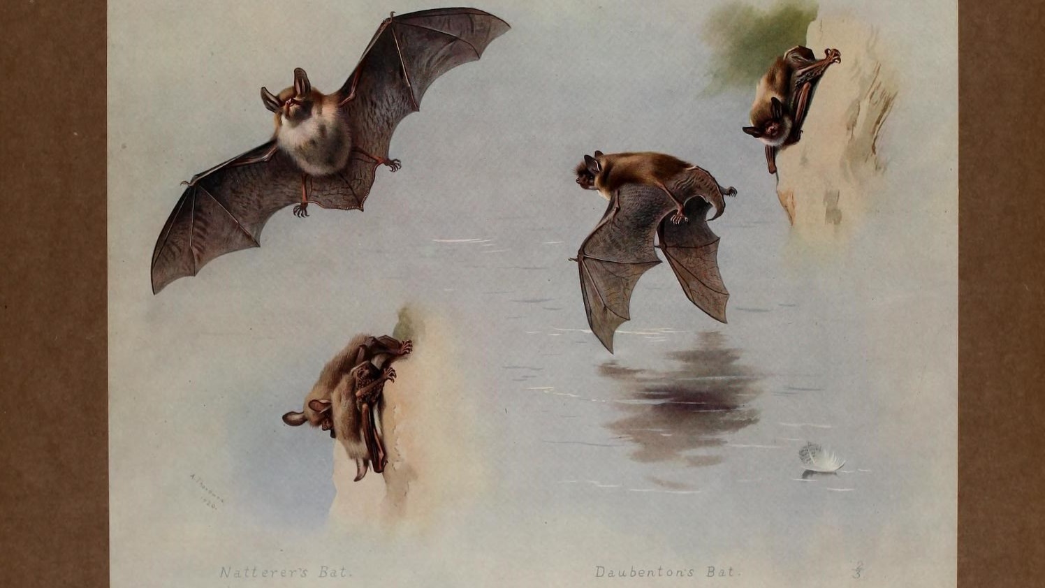 24-May Bats at Dusk & Otters at Dawn: London’s Night-time Wild Section Image
