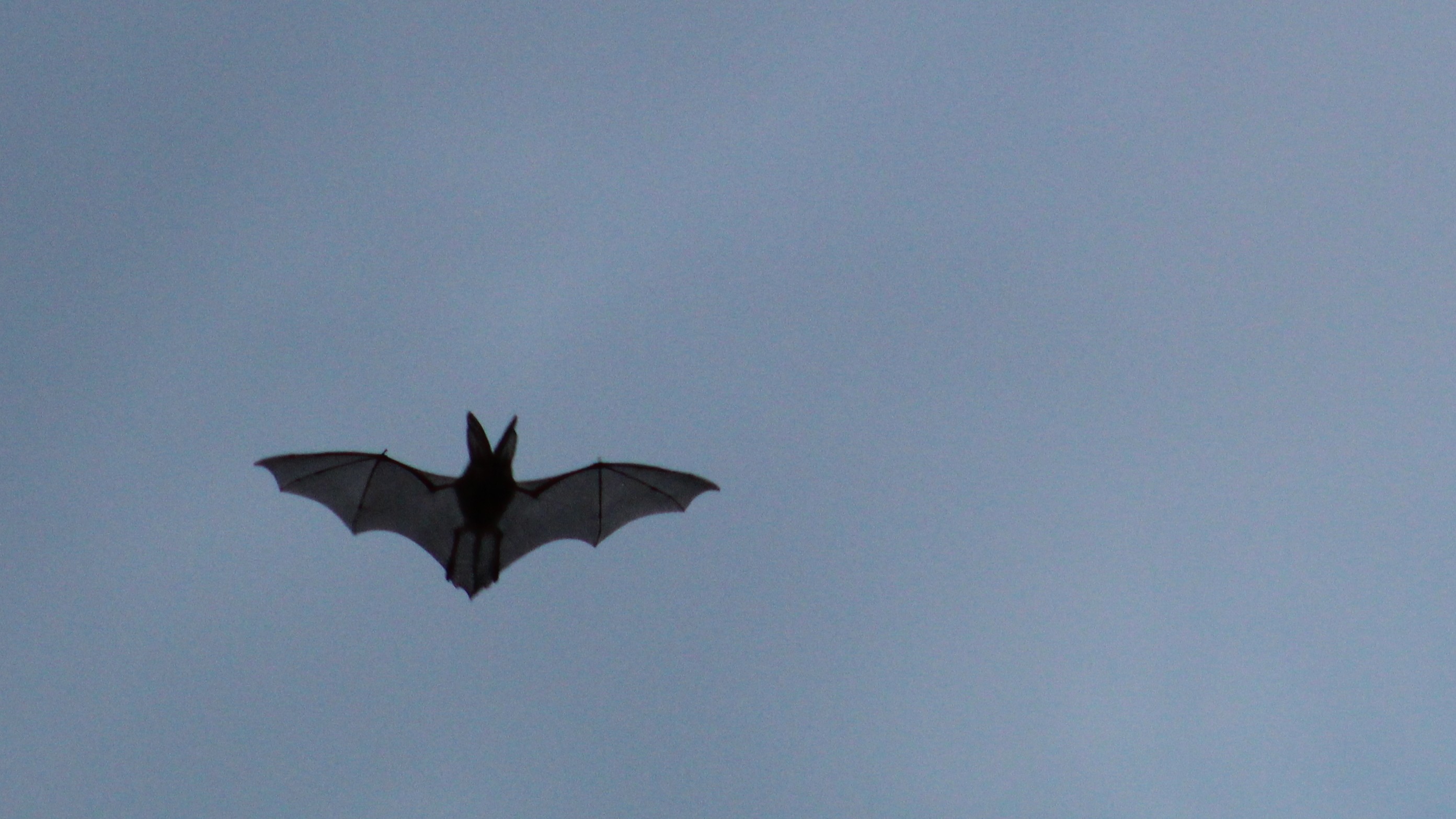 24-May Bats at Dusk & Otters at Dawn: London’s Night-time Wild Section Image