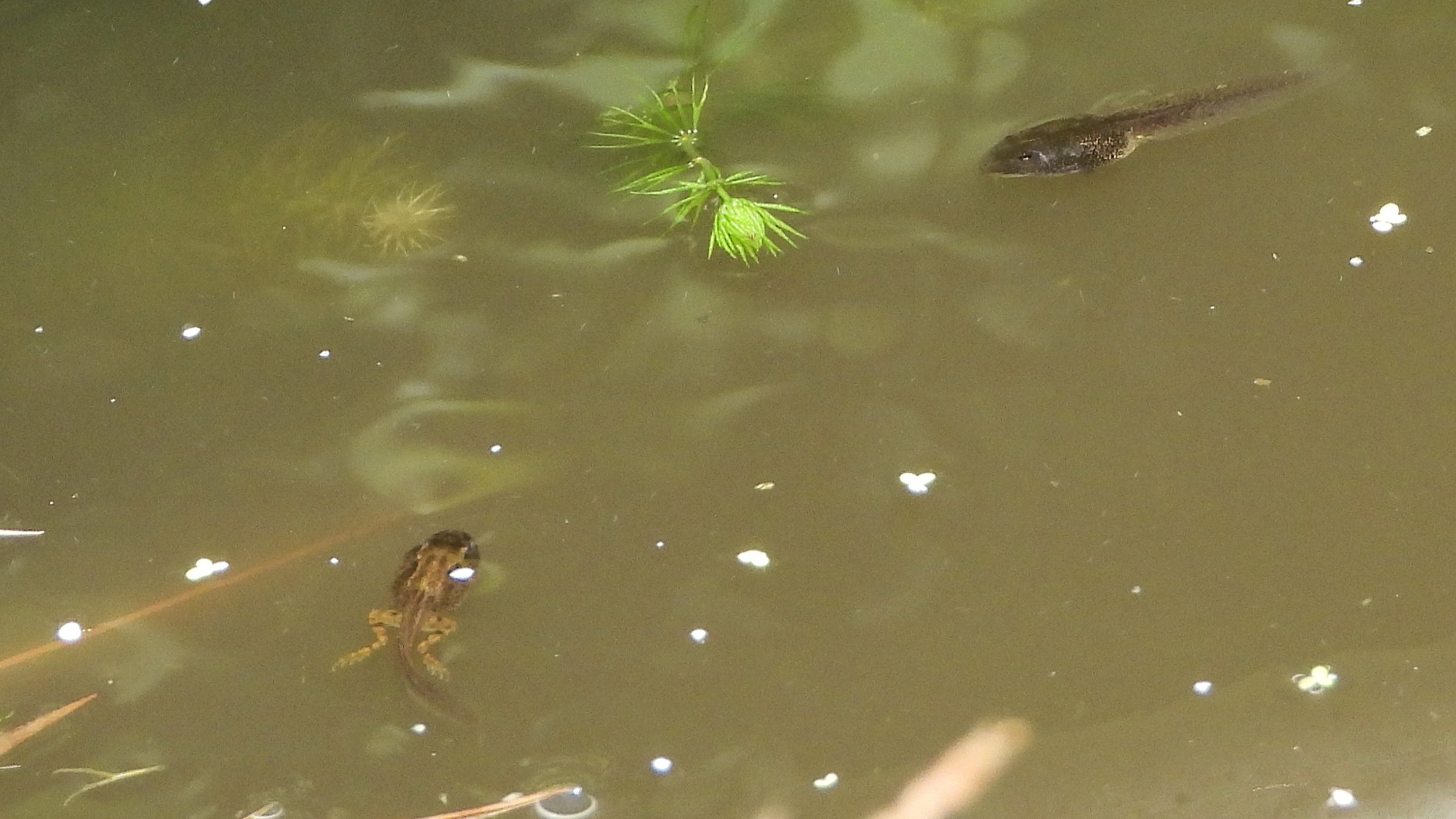 25-May Tadpole Tales & Reptile Rivals: London’s Cold-Blooded Wild Section Image