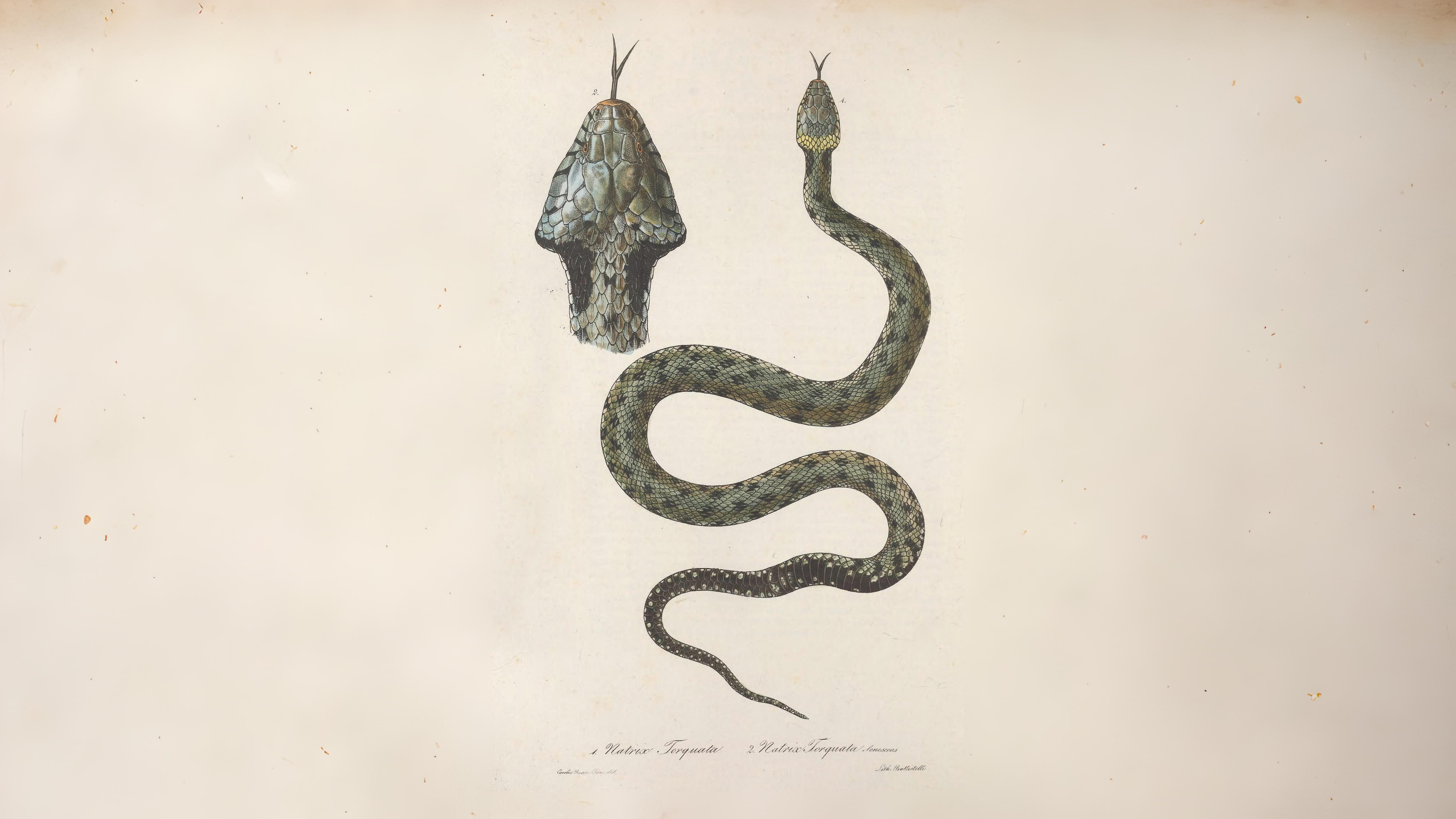 25-May Tadpole Tales & Reptile Rivals: London’s Cold-Blooded Wild Section Image