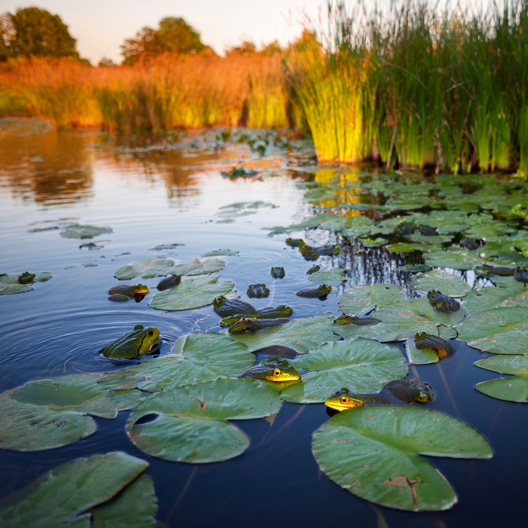 25-May Tadpole Tales & Reptile Rivals: London’s Cold-Blooded Wild