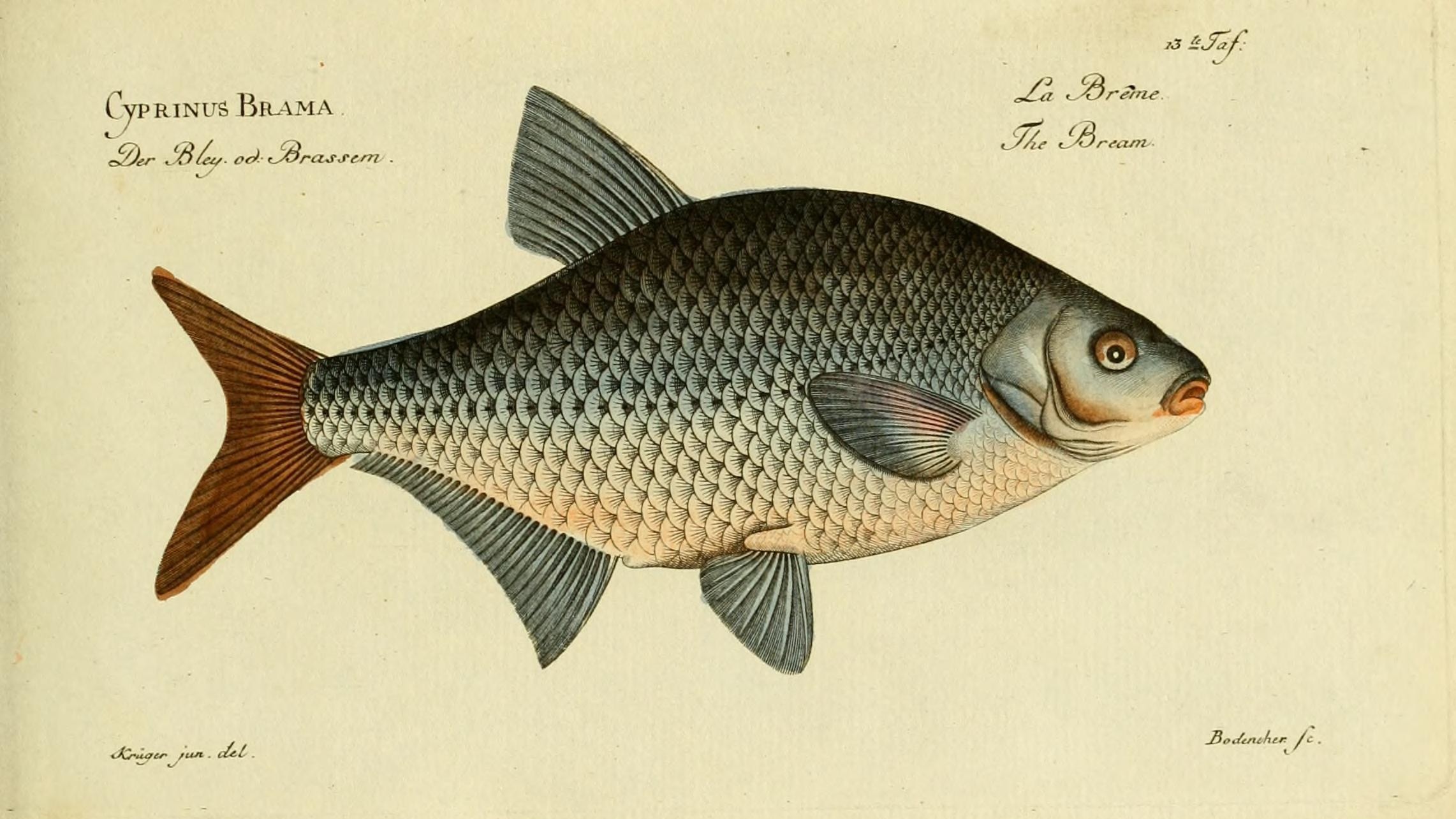26-May Fish Spawning & Phantom Fungi: London’s Unseen May Spectacles Section Image
