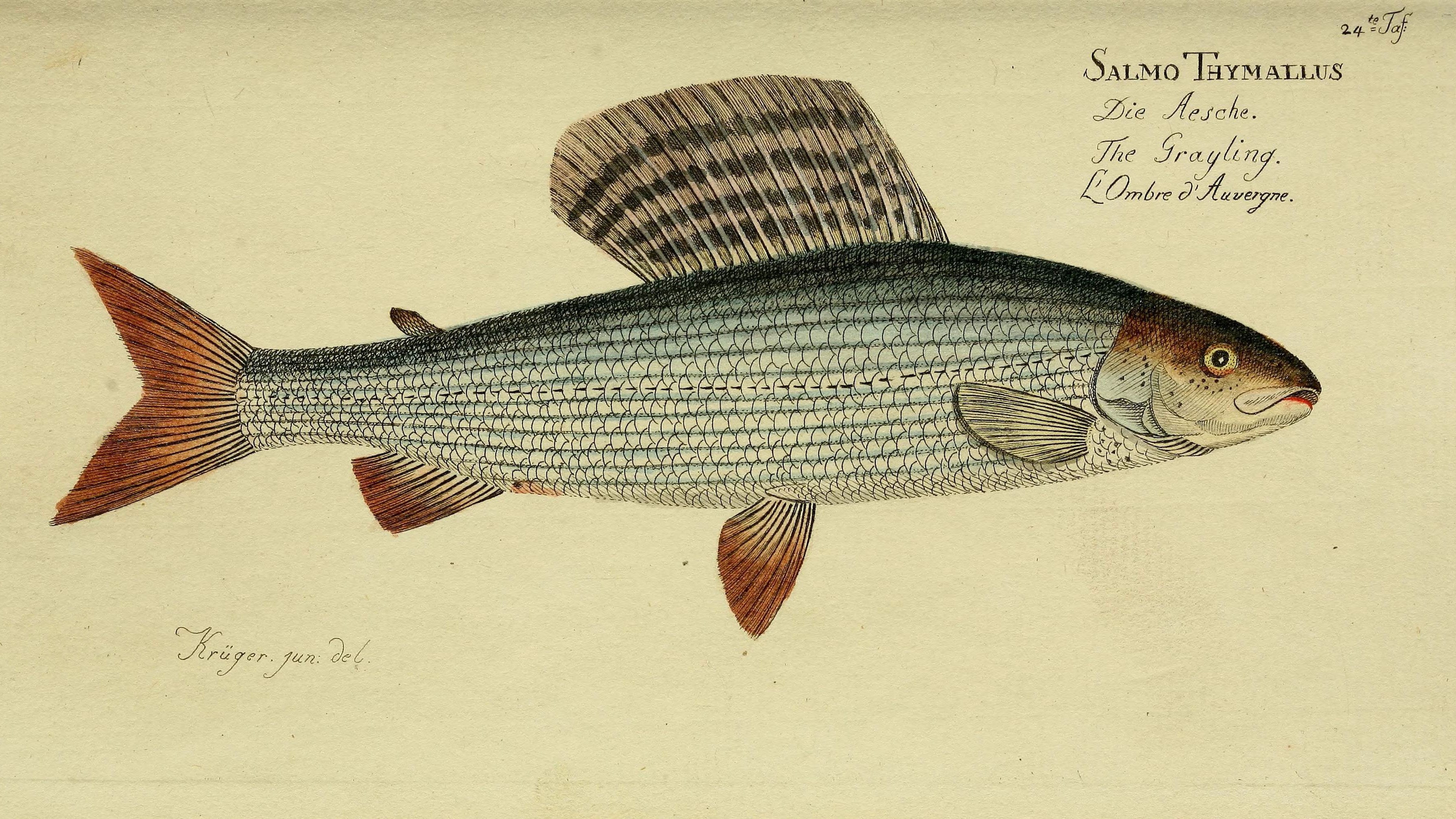 26-May Fish Spawning & Phantom Fungi: London’s Unseen May Spectacles Section Image