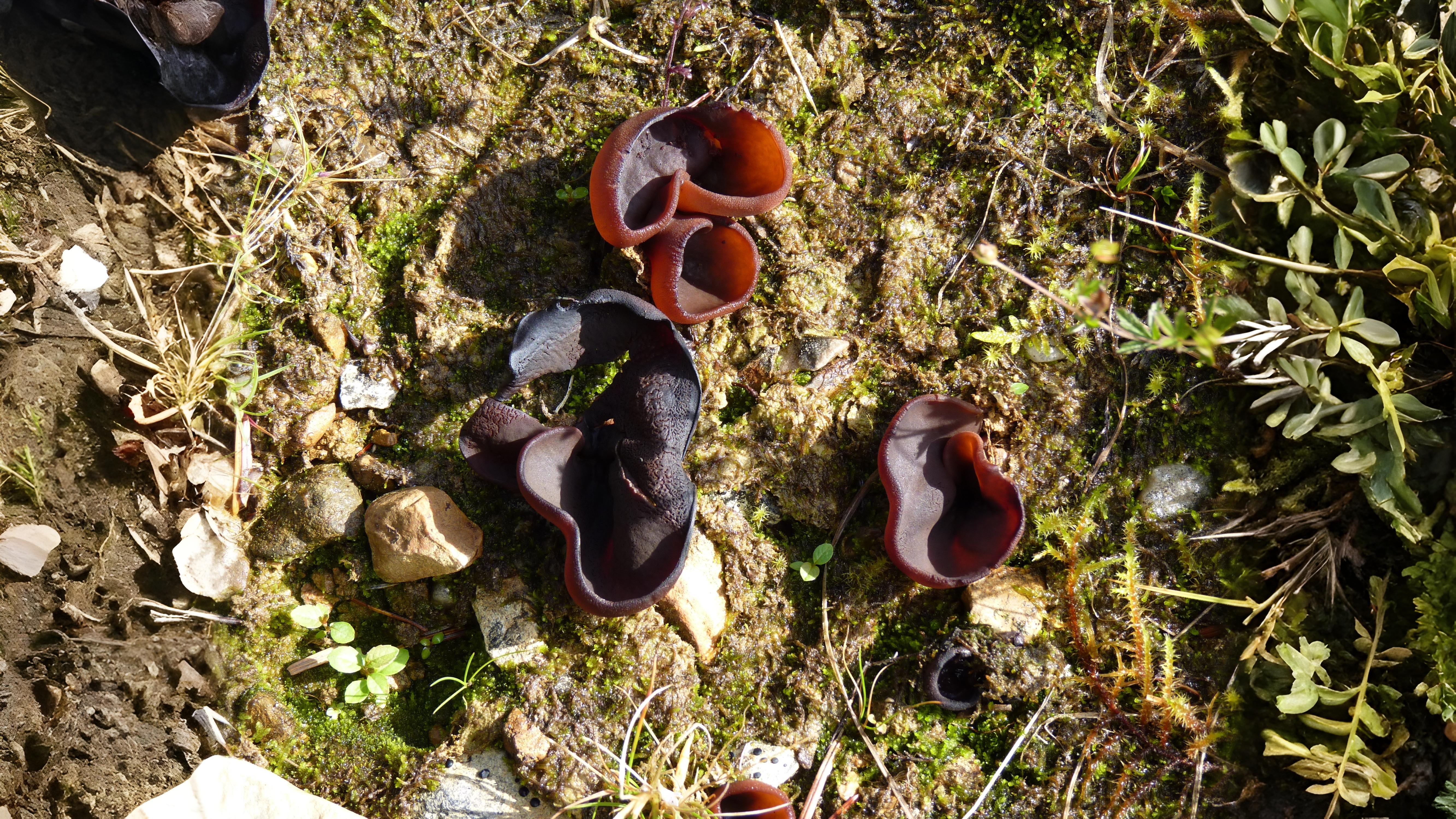 26-May Fish Spawning & Phantom Fungi: London’s Unseen May Spectacles Section Image
