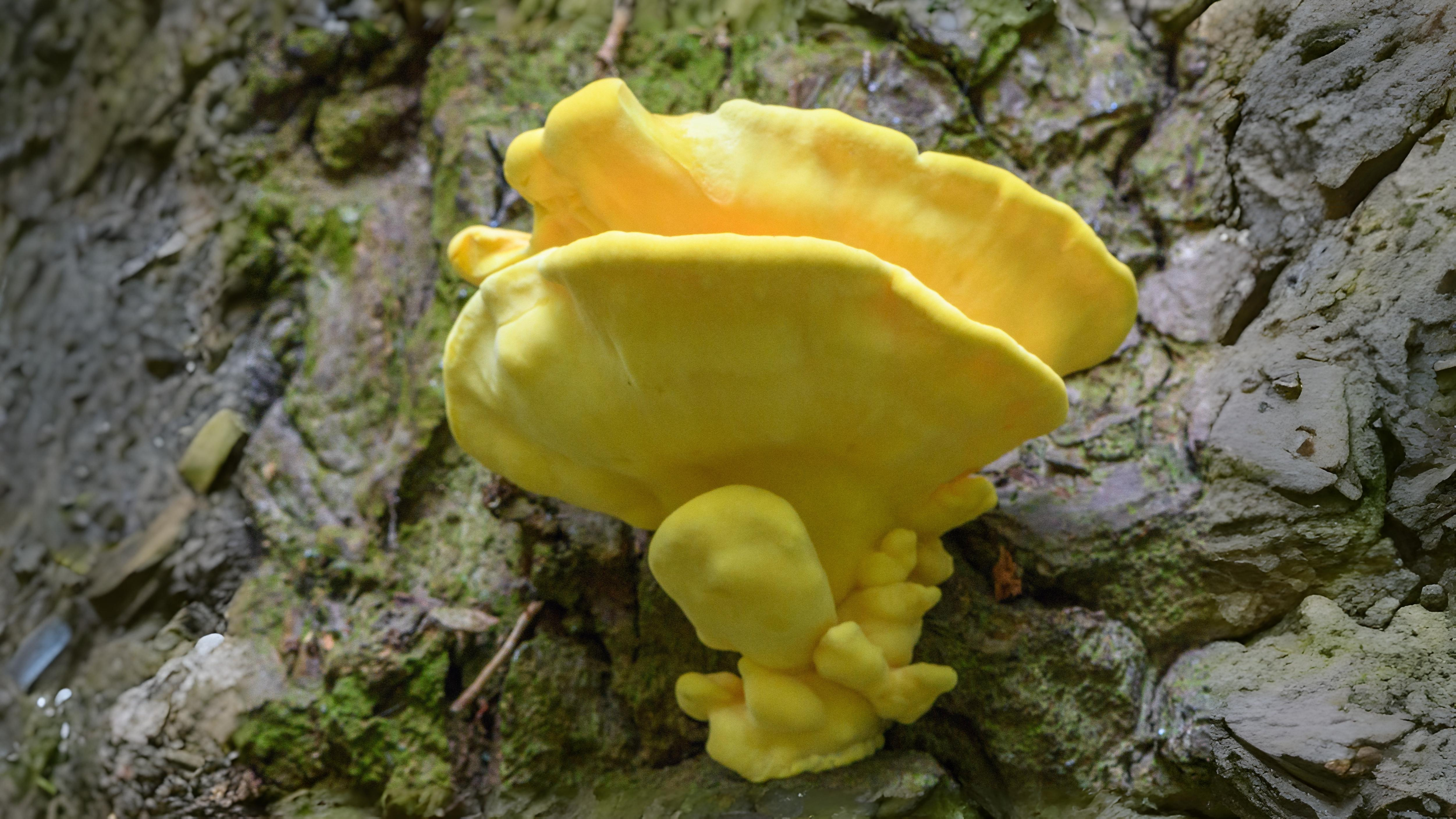 26-May Fish Spawning & Phantom Fungi: London’s Unseen May Spectacles Section Image