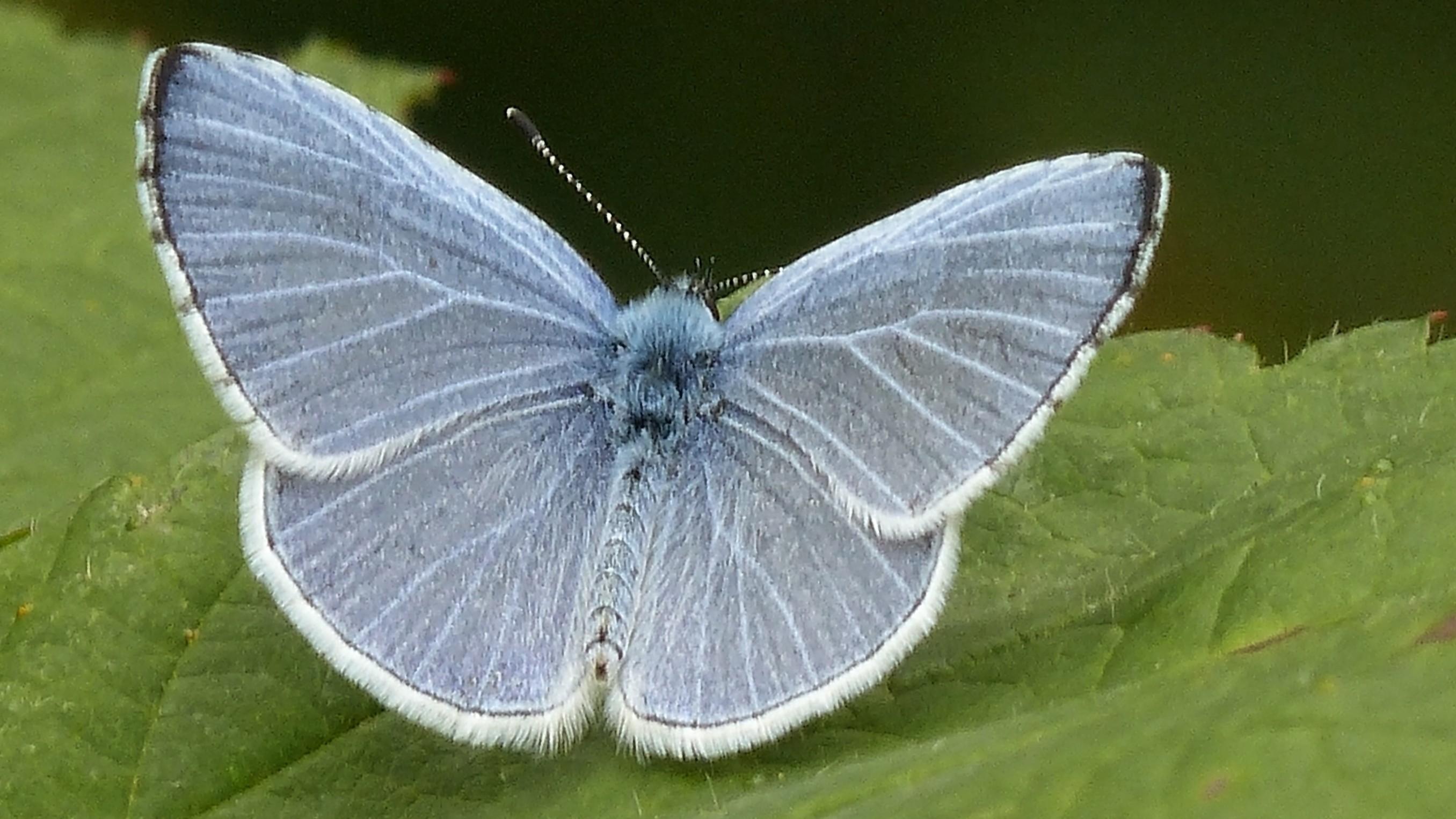 27-May Fluttering Jewels: London’s May Butterfly Spectacle Section Image