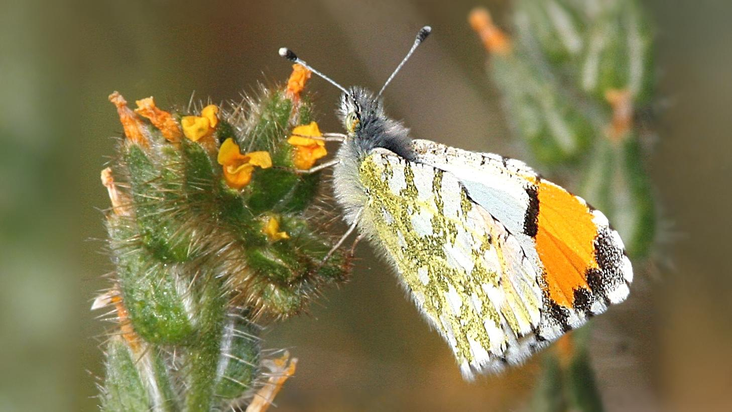 27-May Fluttering Jewels: London’s May Butterfly Spectacle Section Image