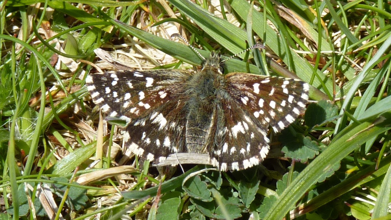 27-May Fluttering Jewels: London’s May Butterfly Spectacle Section Image