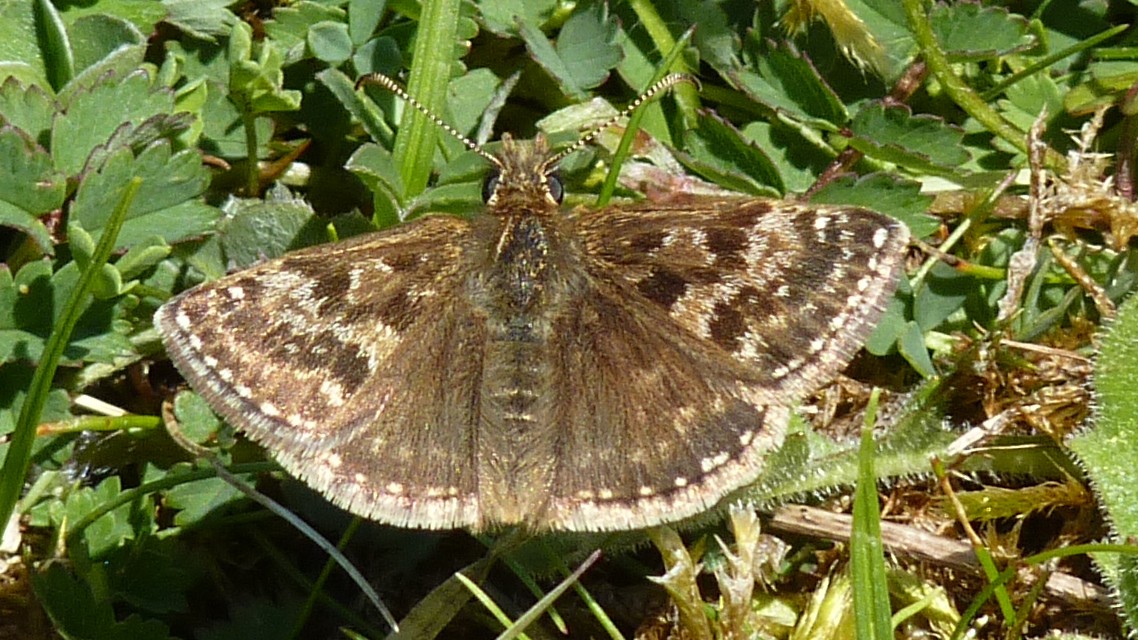 27-May Fluttering Jewels: London’s May Butterfly Spectacle Section Image