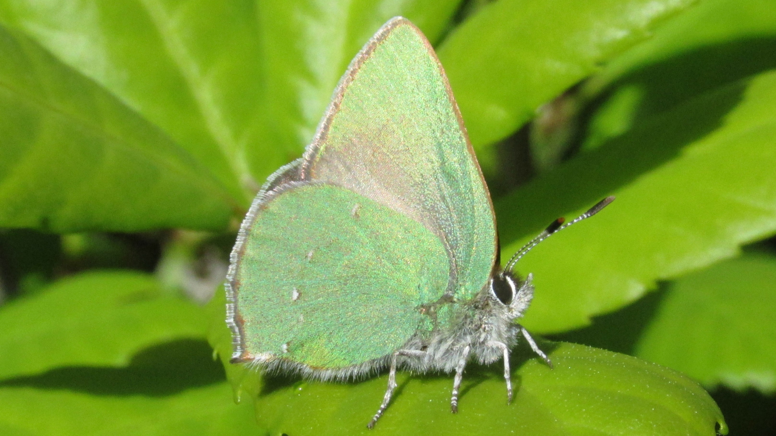 27-May Fluttering Jewels: London’s May Butterfly Spectacle Section Image