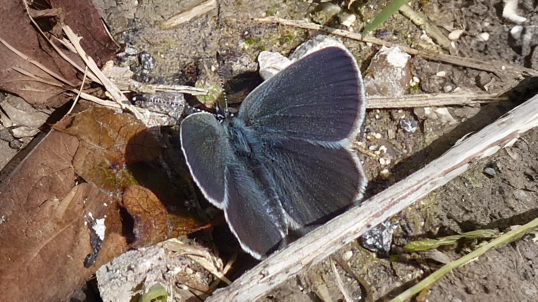 27-May Fluttering Jewels: London’s May Butterfly Spectacle Section Image