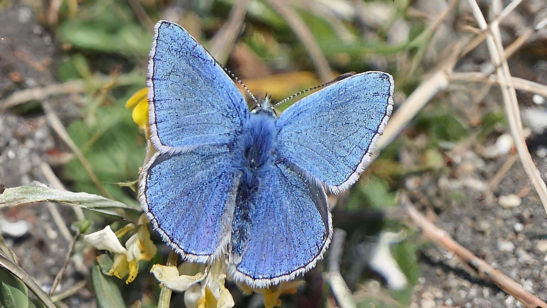27-May Fluttering Jewels: London’s May Butterfly Spectacle Section Image