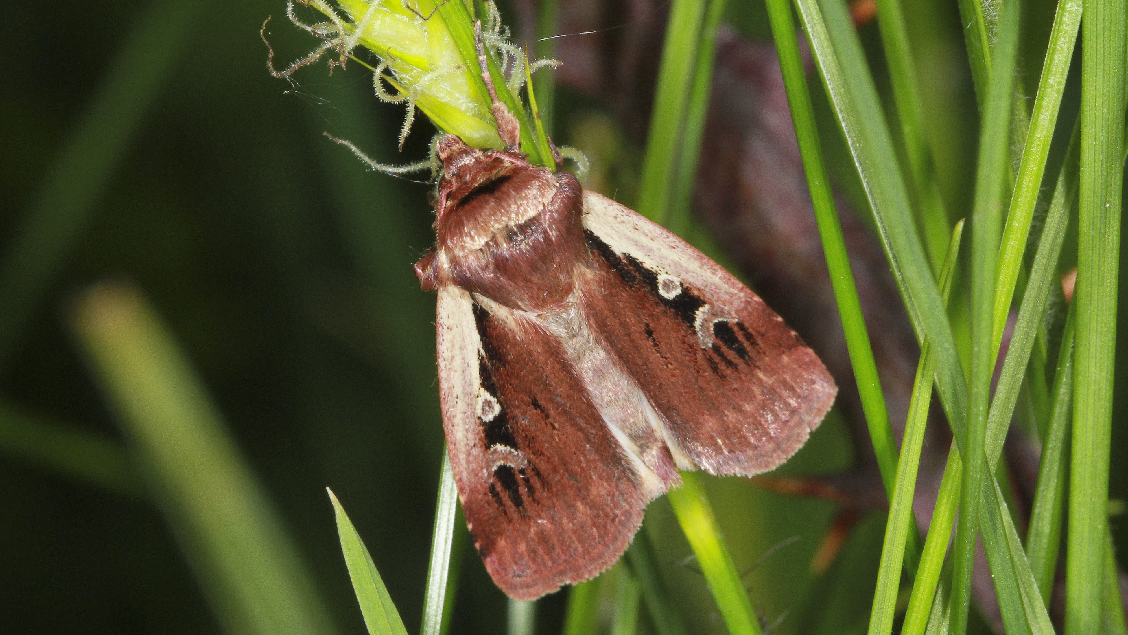 28-May Night Fliers & Daytime Phantoms: London’s Moth Magic Section Image