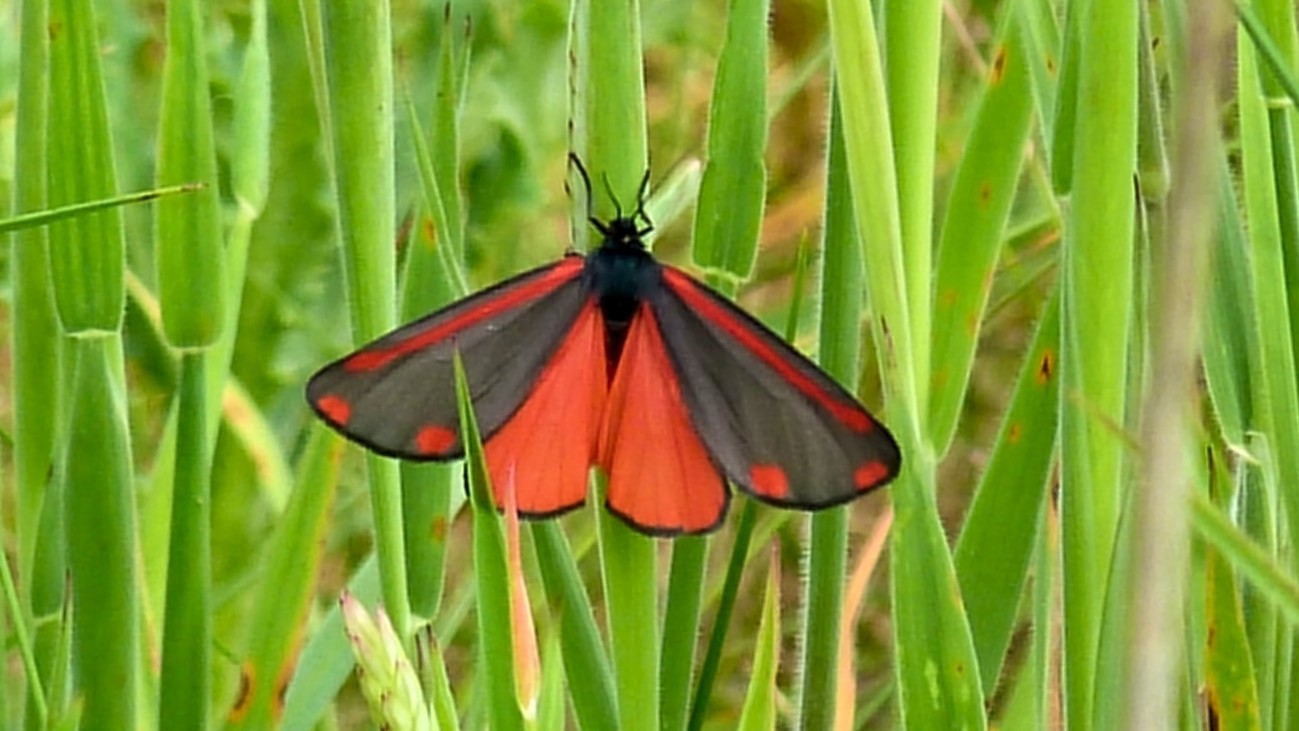 28-May Night Fliers & Daytime Phantoms: London’s Moth Magic Section Image