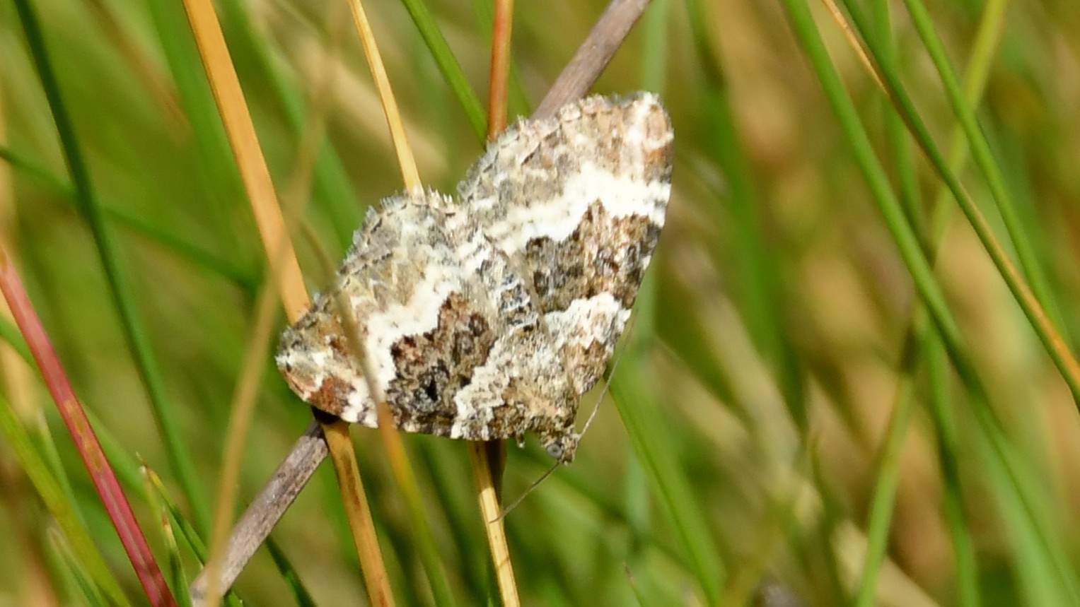 28-May Night Fliers & Daytime Phantoms: London’s Moth Magic Section Image