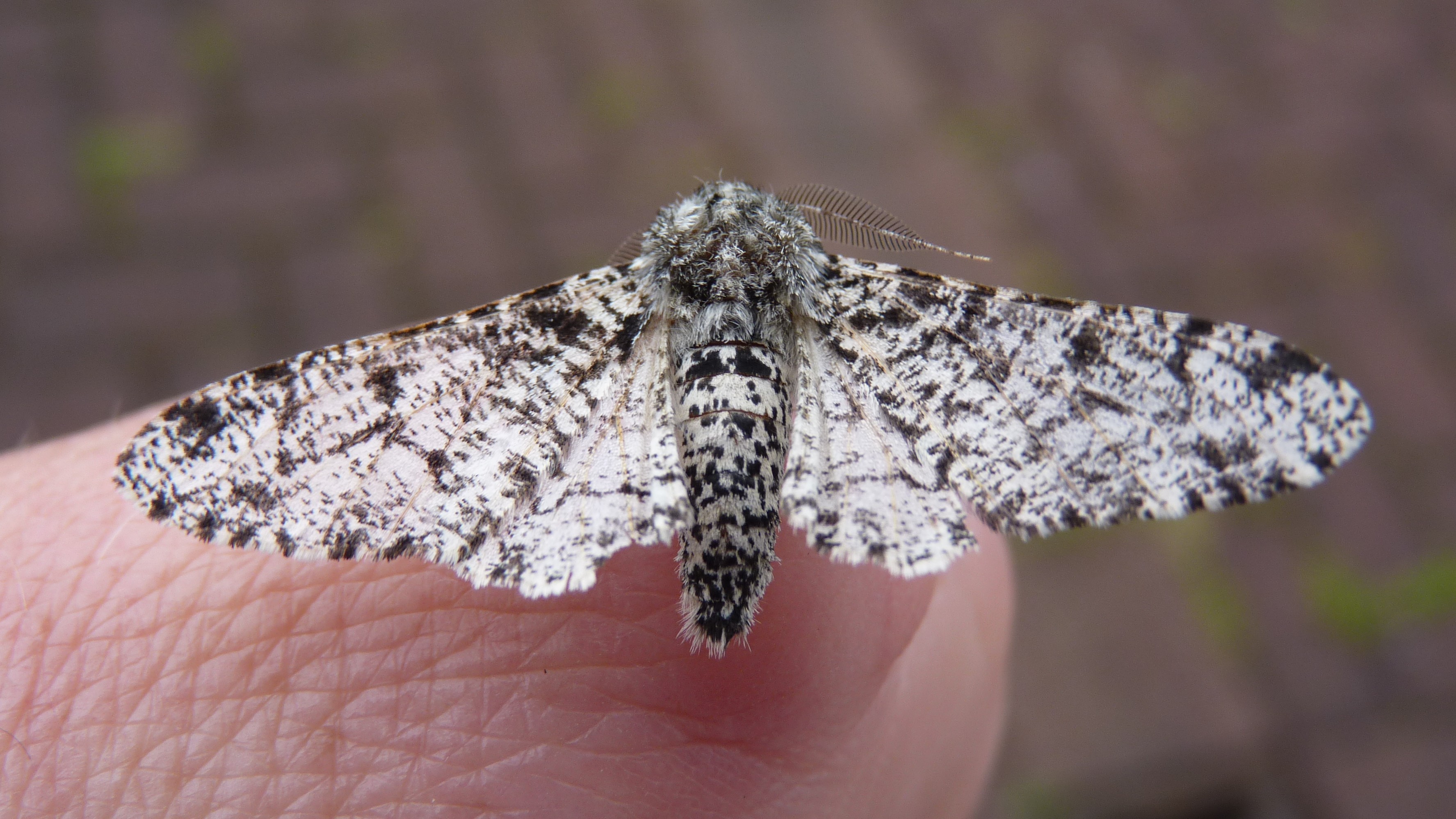 28-May Night Fliers & Daytime Phantoms: London’s Moth Magic Section Image