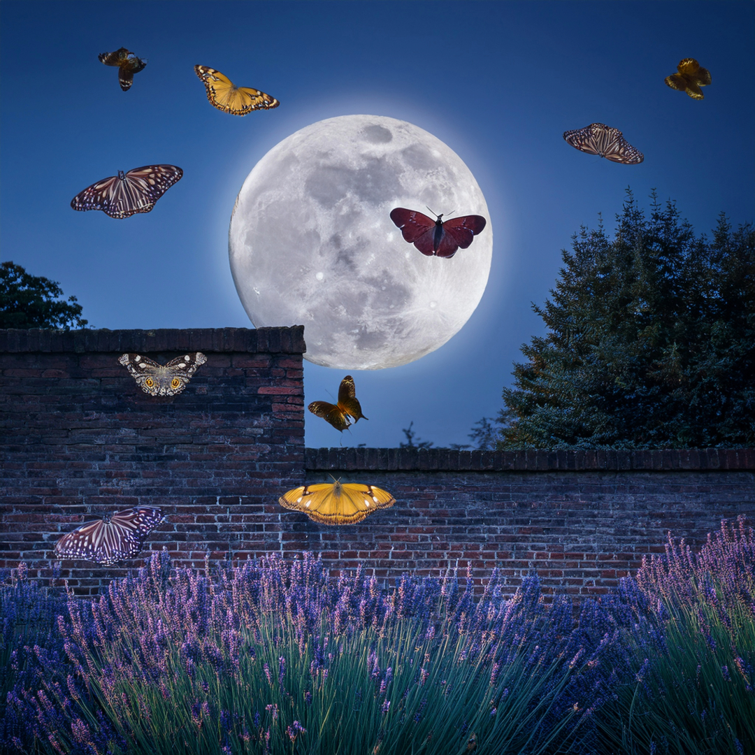 28-May Night Fliers & Daytime Phantoms: London’s Moth Magic Tile Image