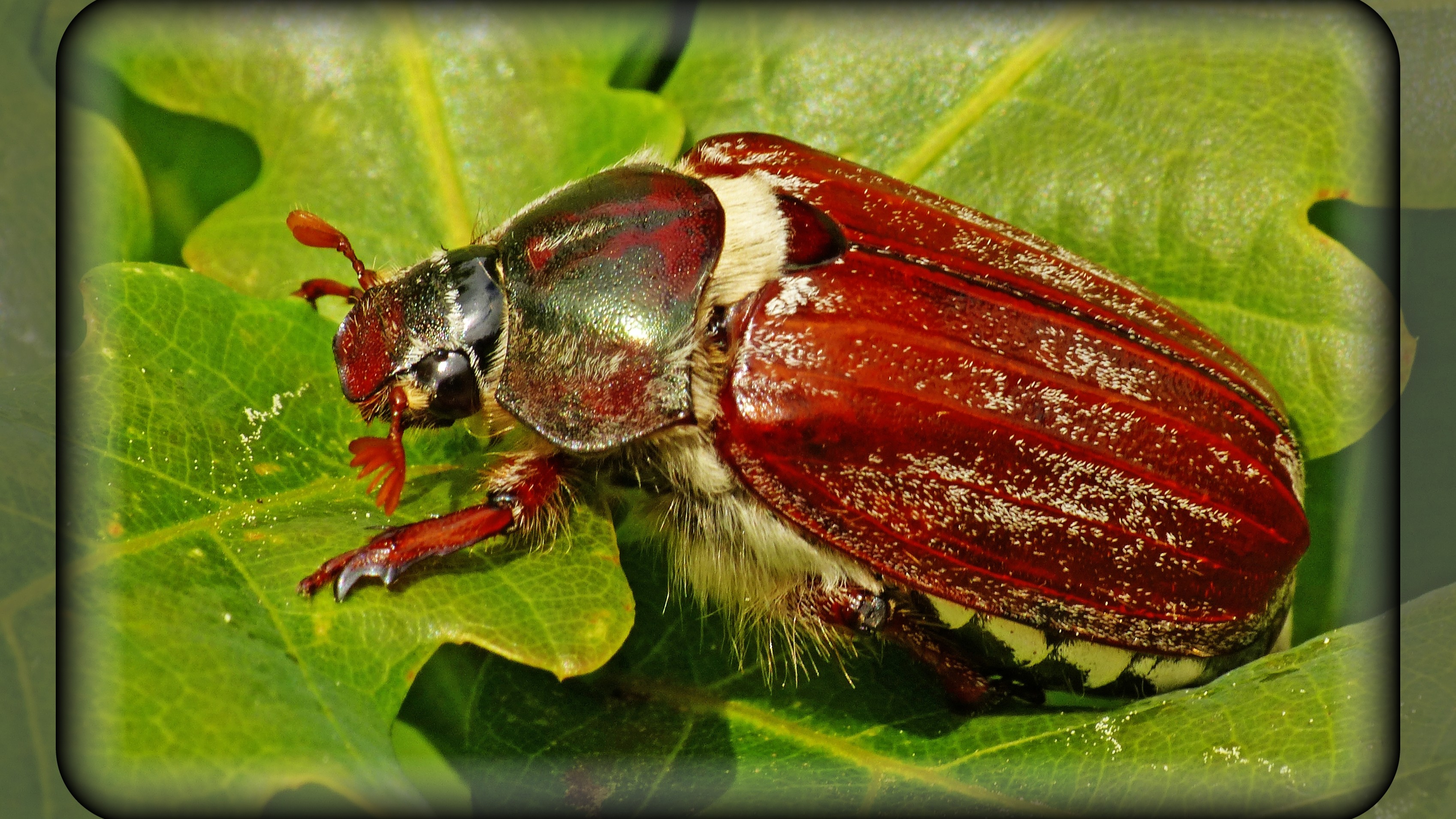 29-May May’s Miniature Dramas: London’s Insect Spectacles Section Image