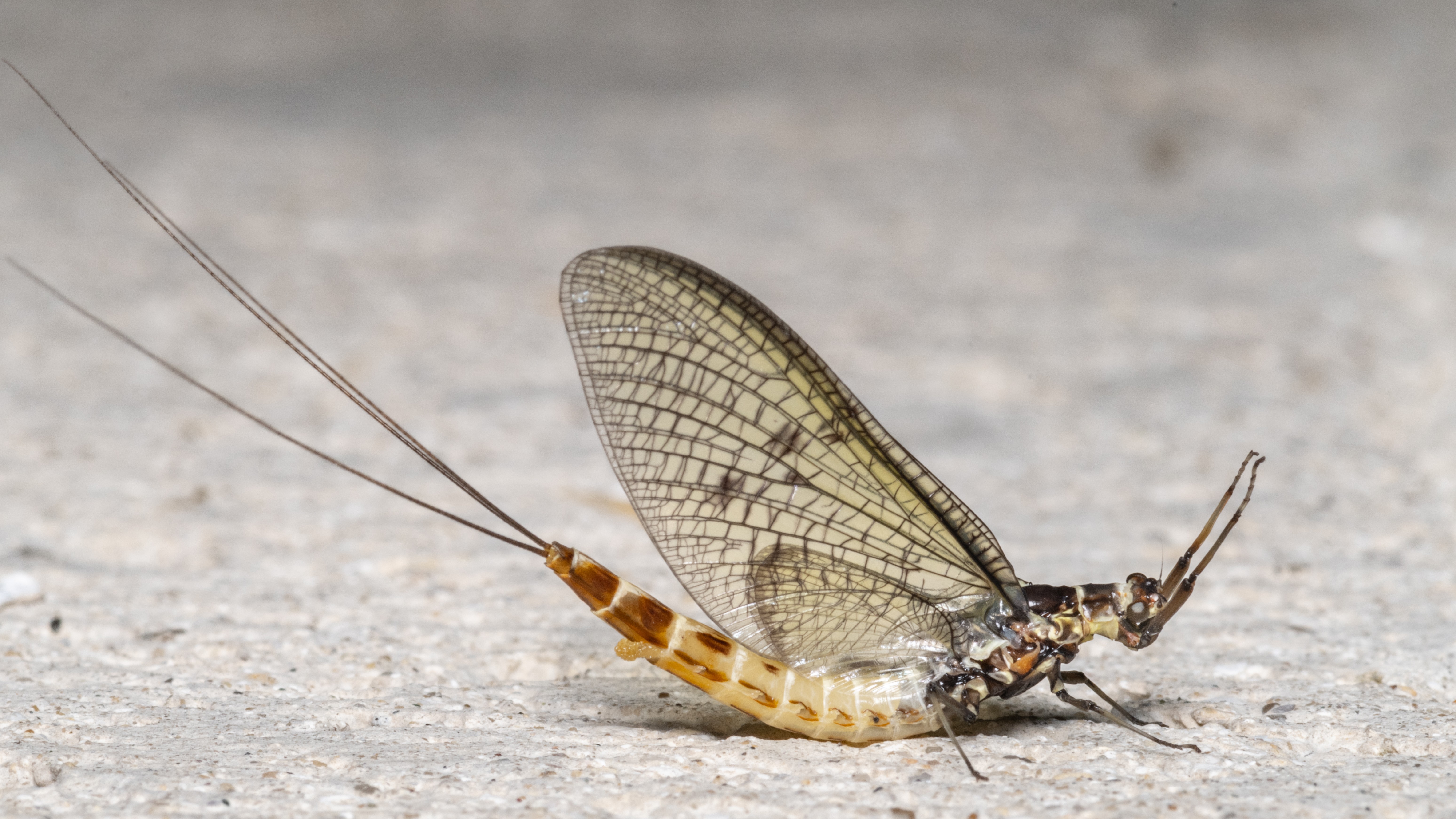 29-May May’s Miniature Dramas: London’s Insect Spectacles Section Image
