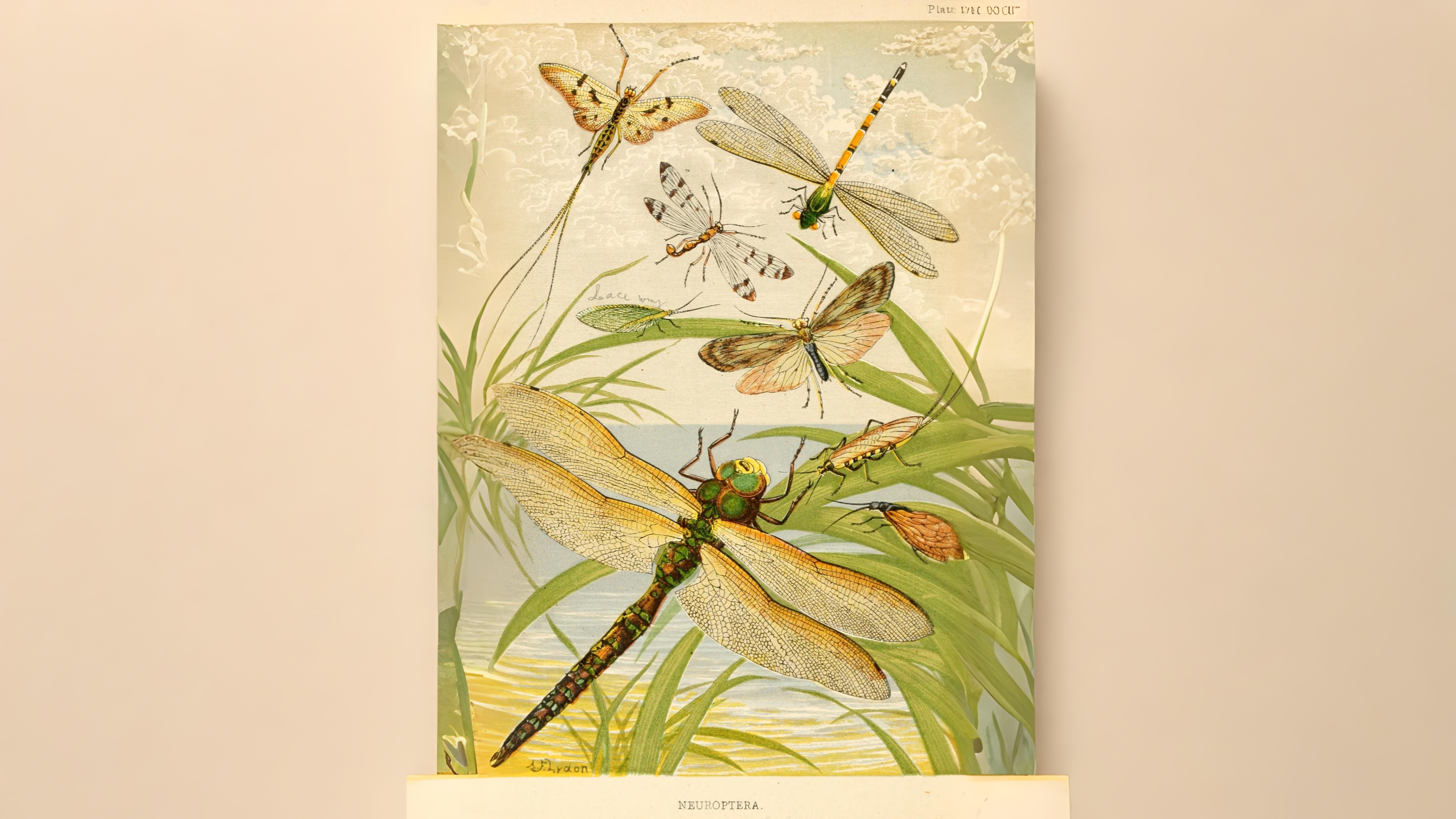 29-May May’s Miniature Dramas: London’s Insect Spectacles Section Image