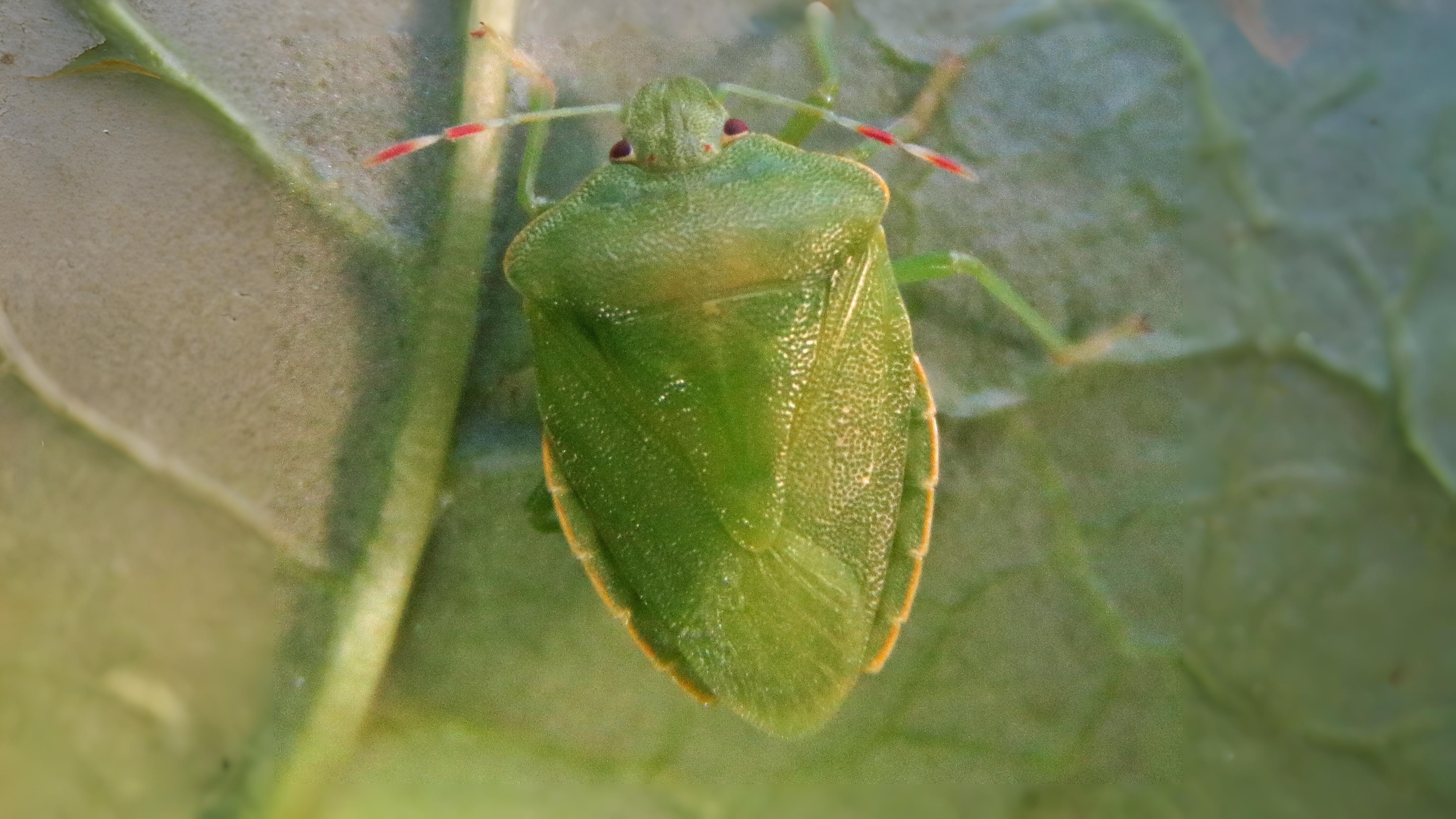 29-May May’s Miniature Dramas: London’s Insect Spectacles Section Image