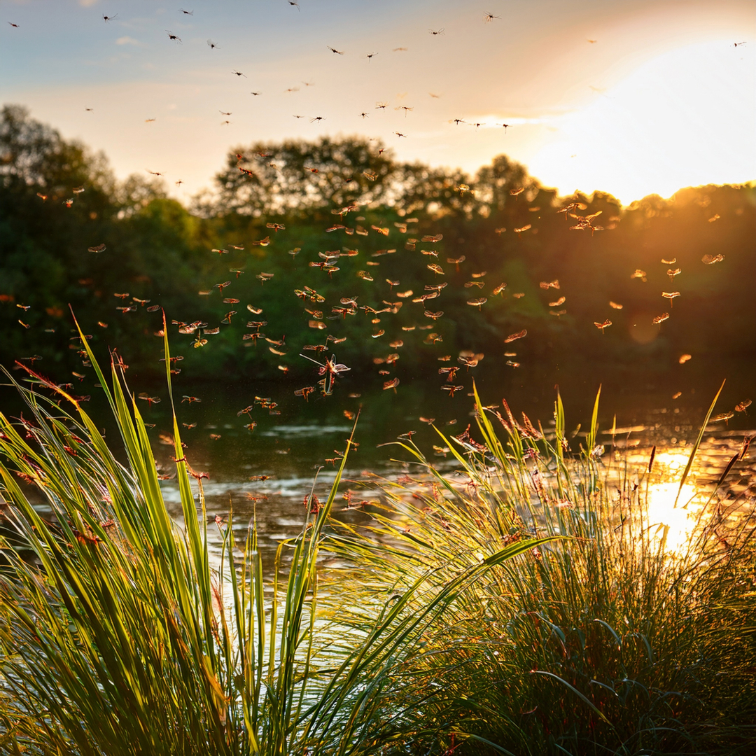 29-May May’s Miniature Dramas: London’s Insect Spectacles